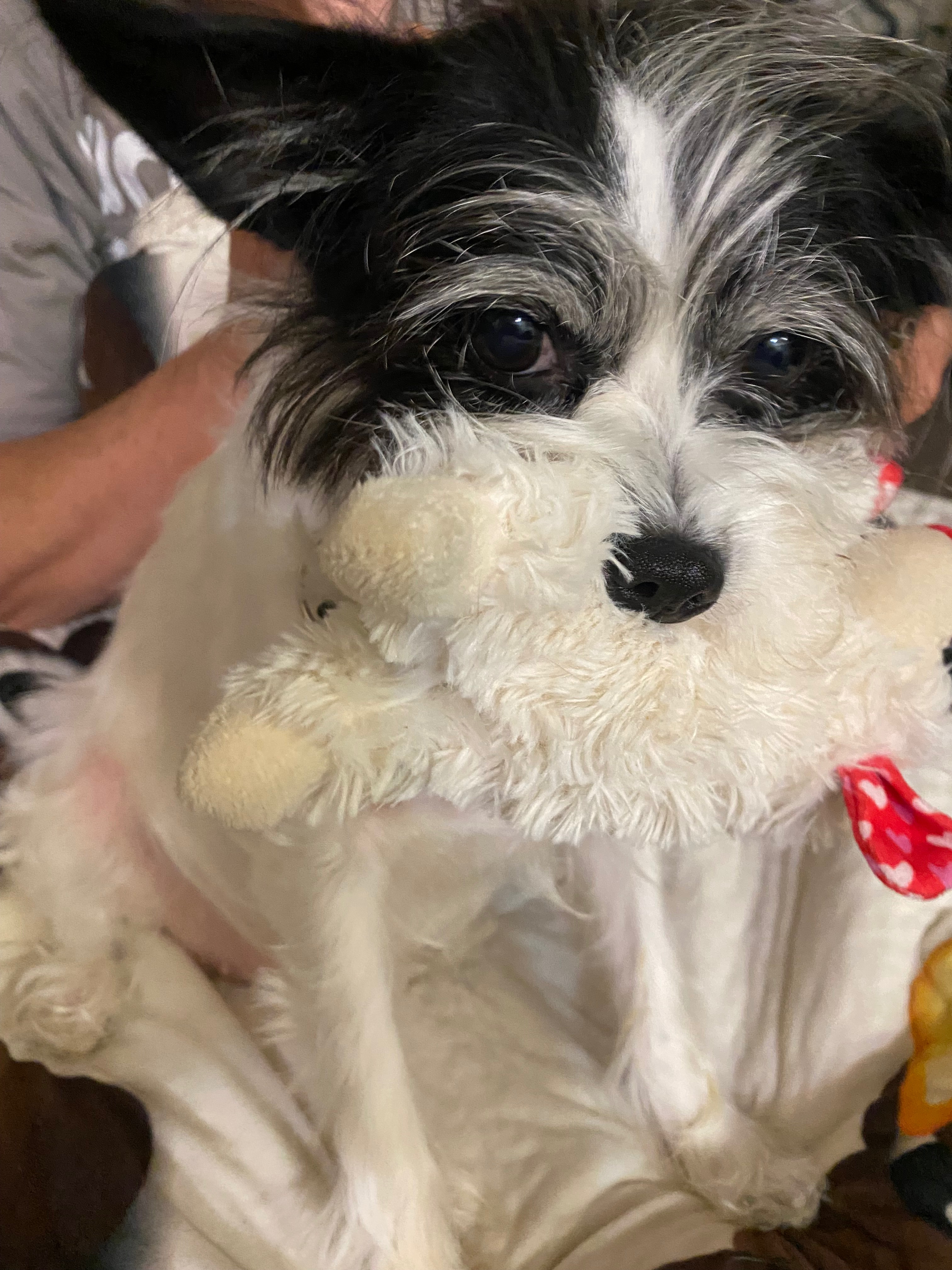 Donate to help Peppers Vet bills campaign photo, 4 of 8