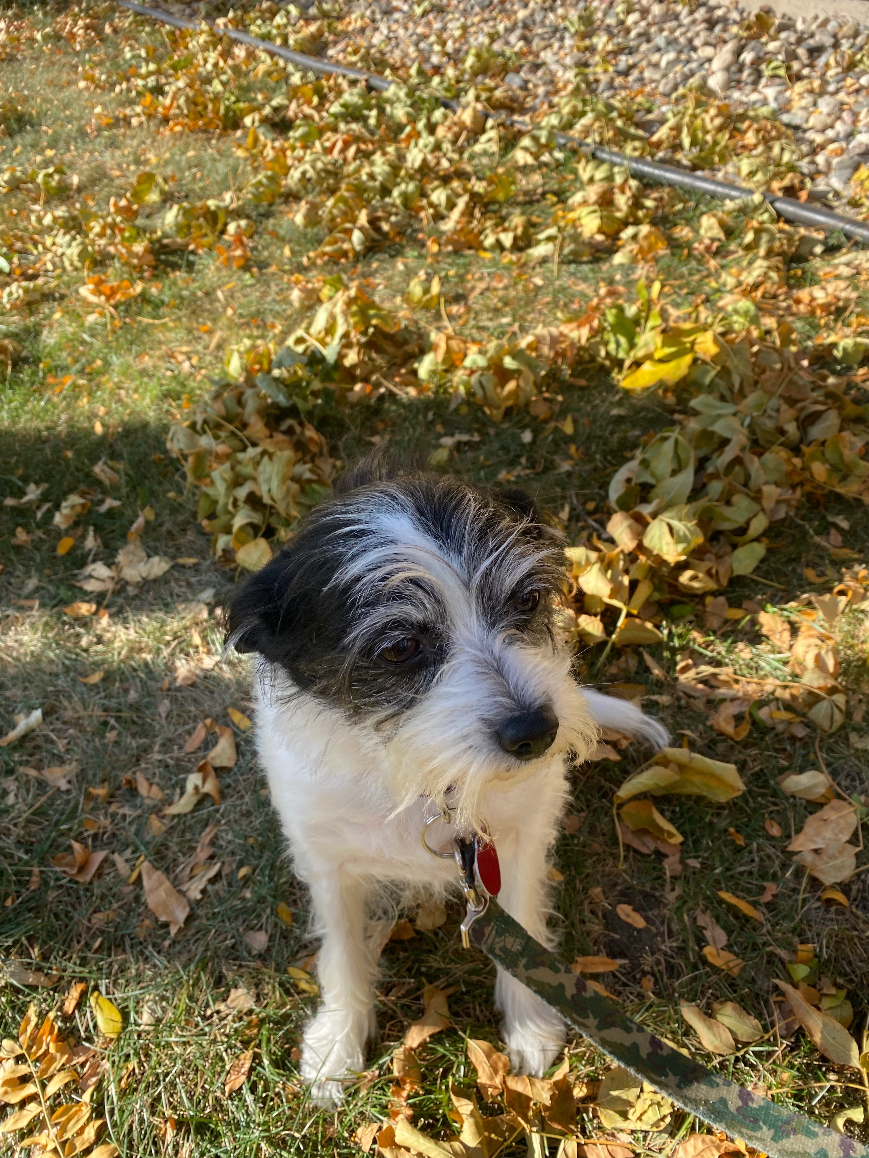 Donate to help Peppers Vet bills campaign photo, 5 of 8