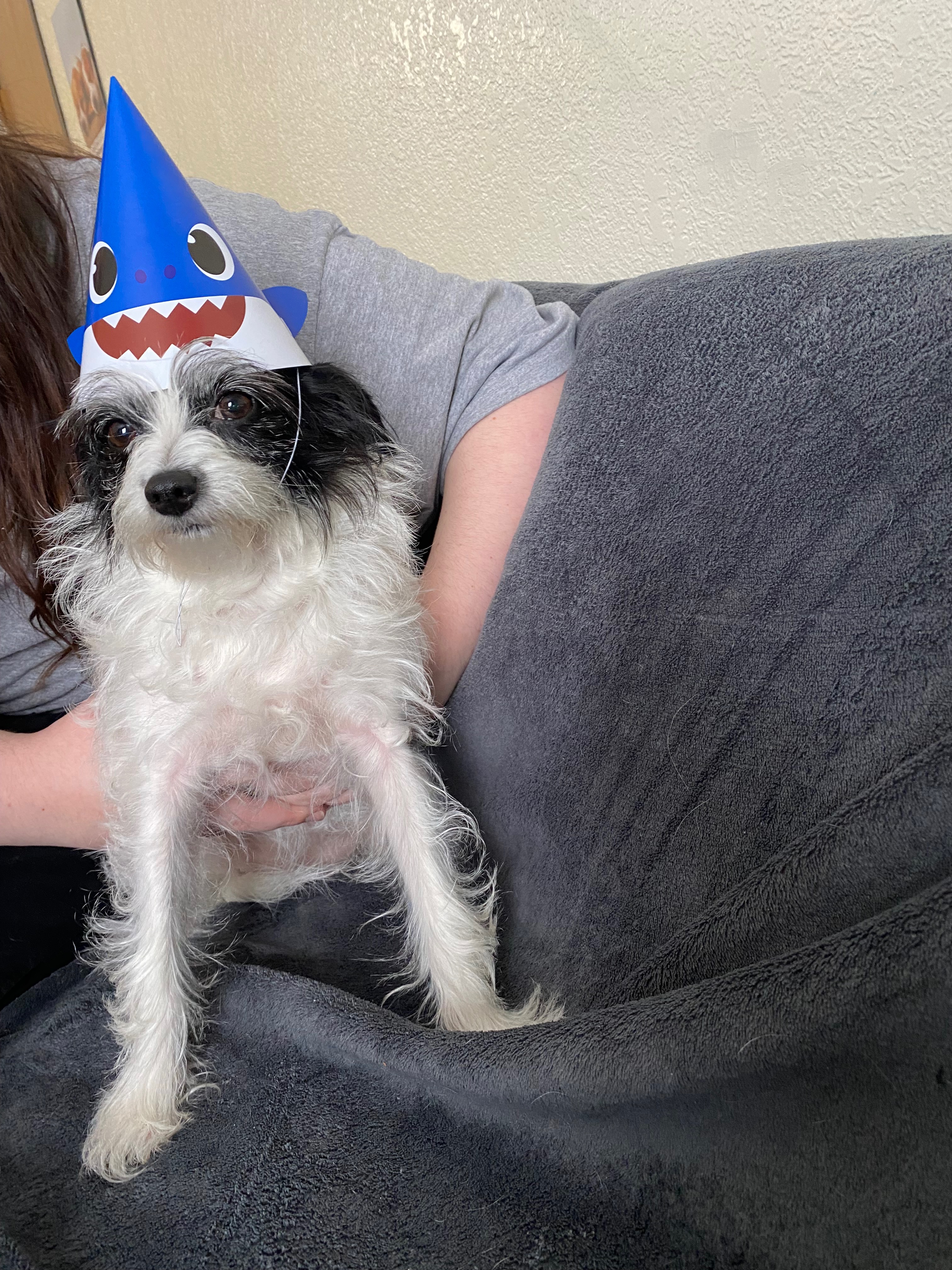 Donate to help Peppers Vet bills campaign photo, 6 of 8