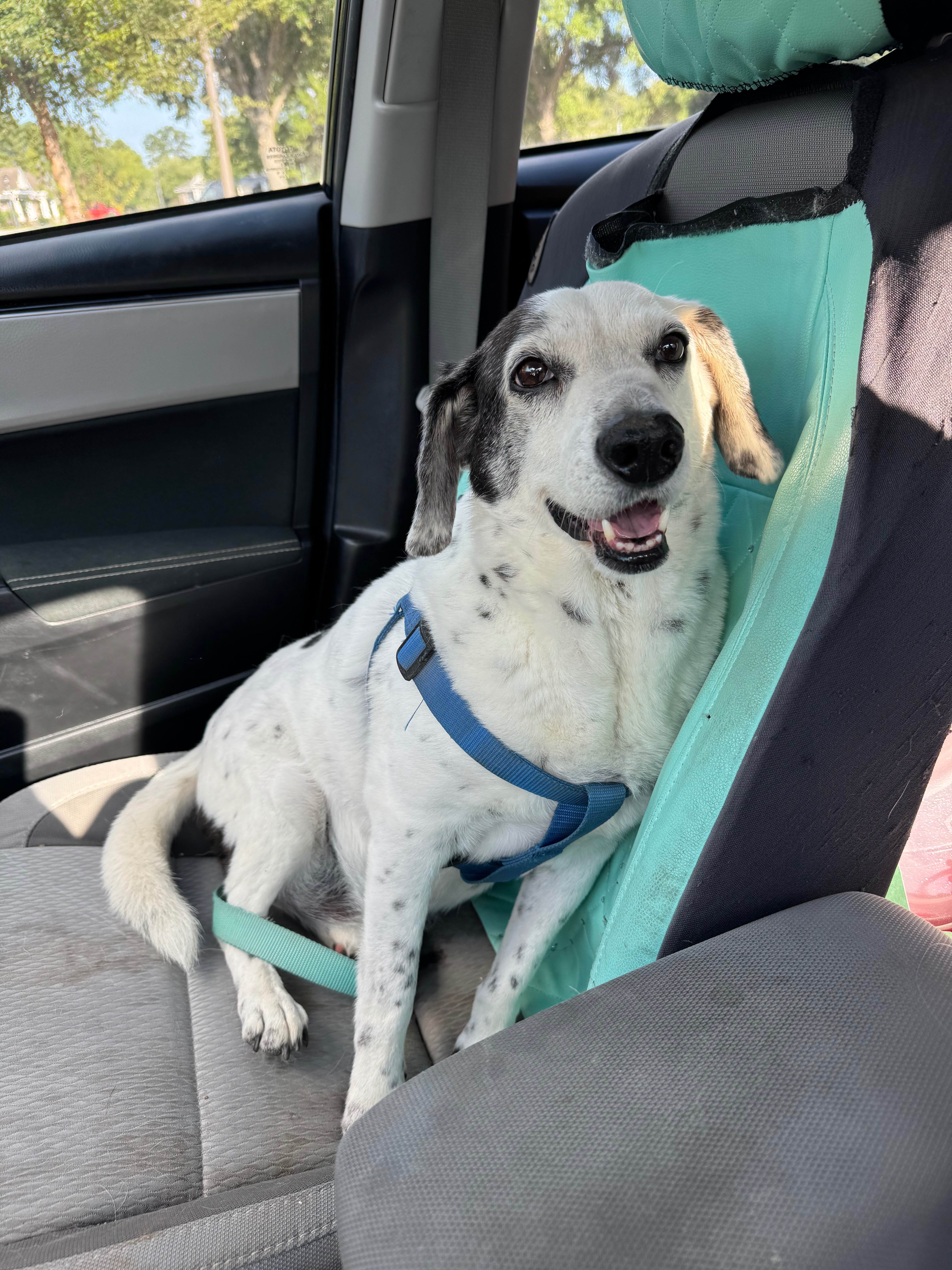 Help Oreo Get Lifesaving Surgery!  campaign photo, 2 of 4