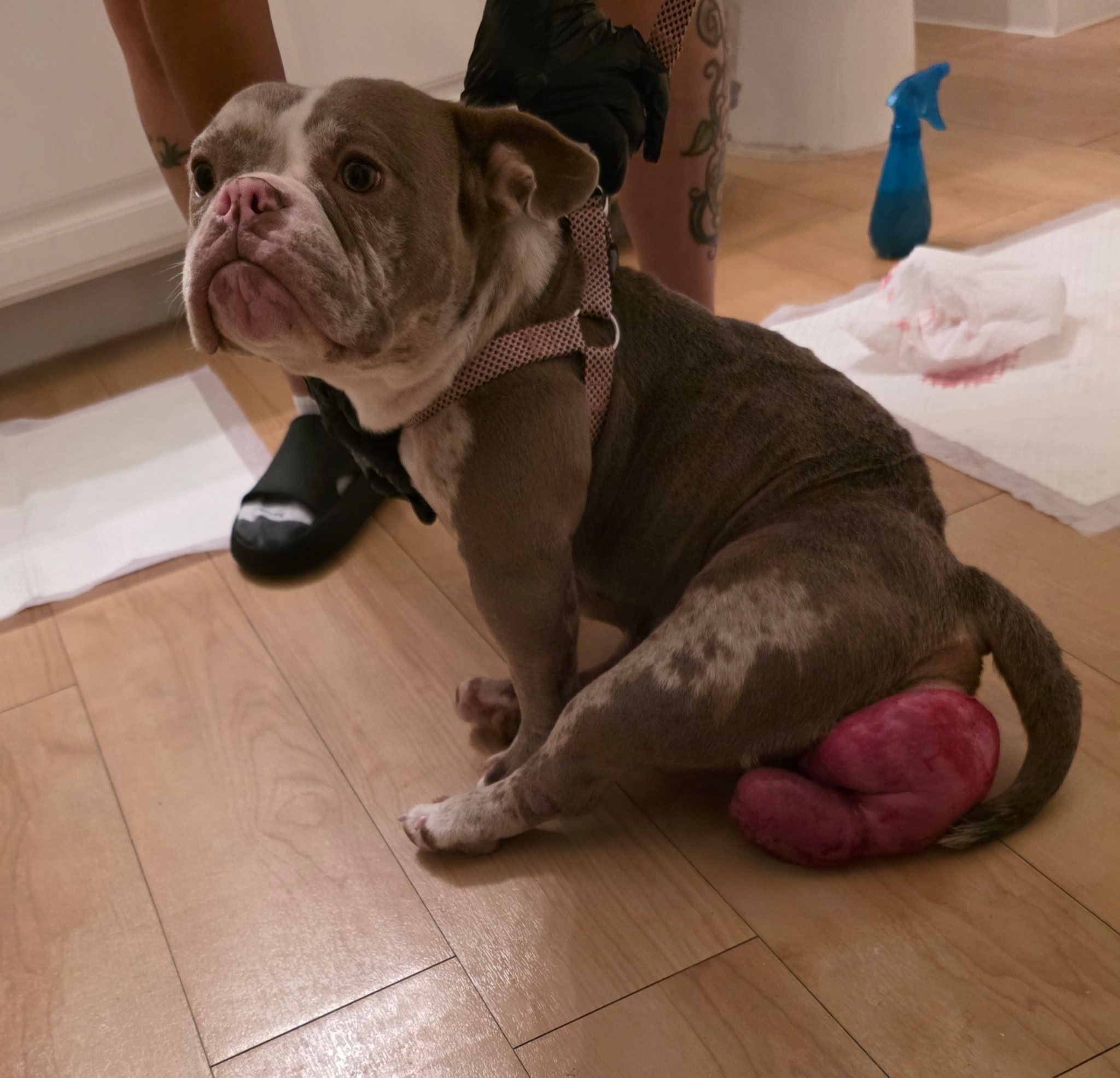 Marley Needs Surgery ASAP: Please Help campaign photo, 7 of 8