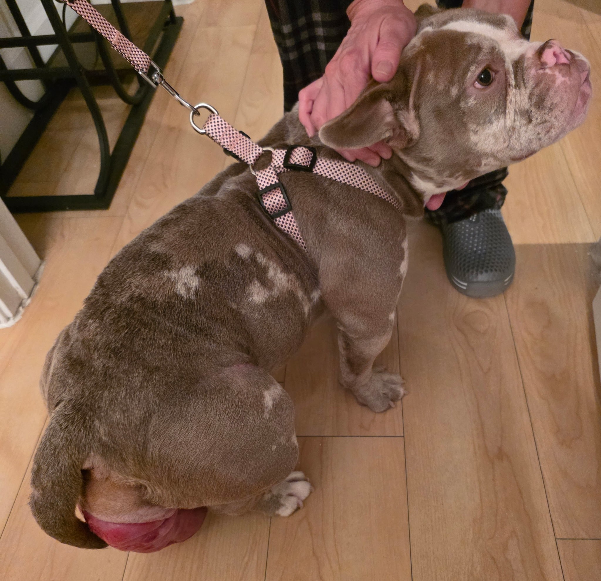 Marley Needs Surgery ASAP: Please Help campaign photo, 2 of 8