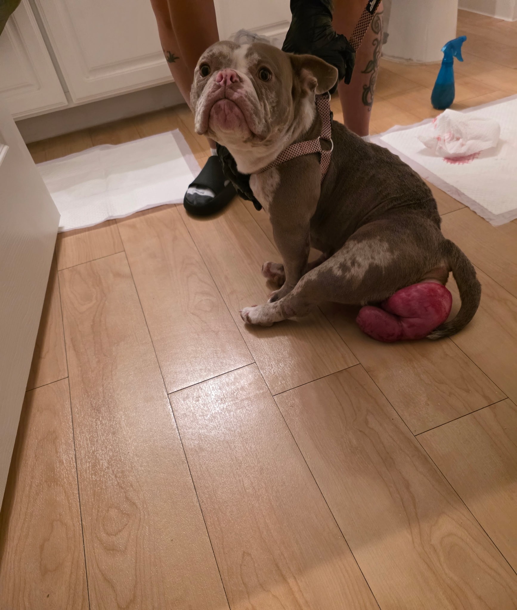 Marley Needs Surgery ASAP: Please Help campaign photo, 4 of 8