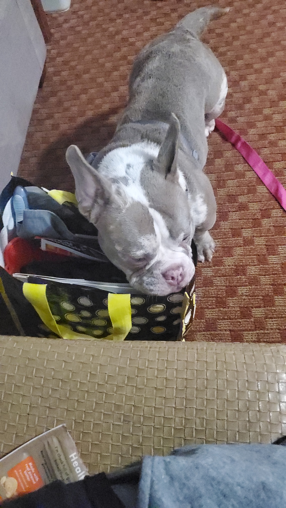 Marley Needs Surgery ASAP: Please Help campaign photo, 6 of 8