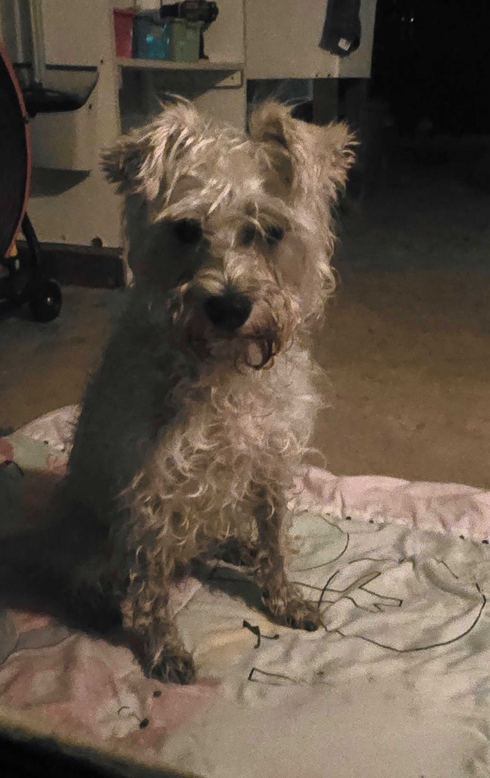 Urgent Care Needed for Sweet Dory campaign photo, 4 of 6