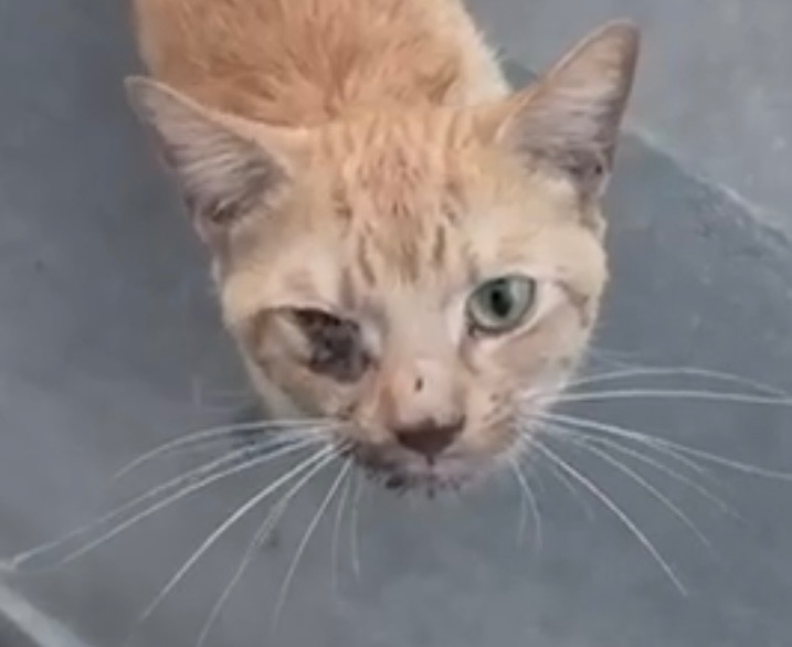 Support Cat's Amazing Rescue: Urgent Vet Bills campaign photo, 2 of 4