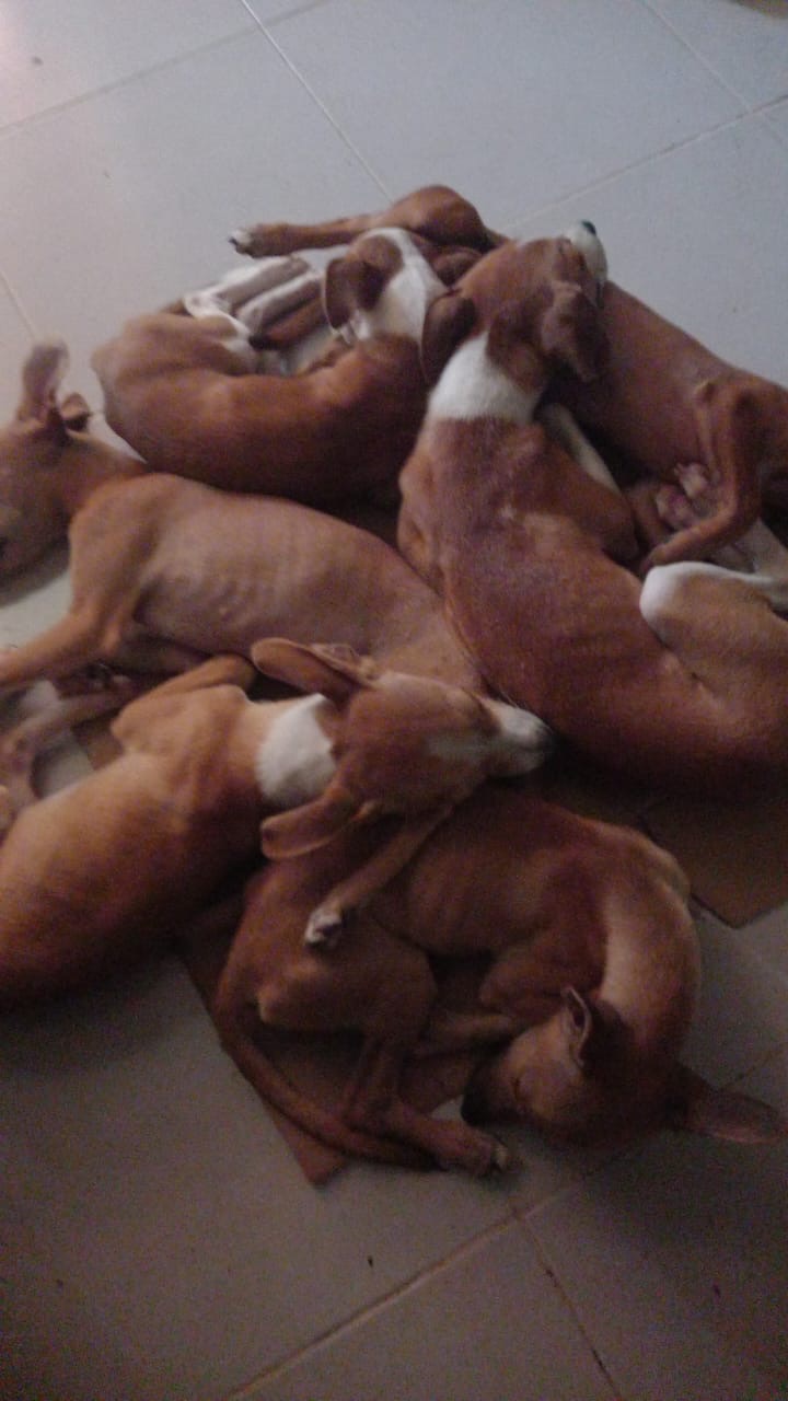 7 sick puppies need help! campaign photo, 4 of 7