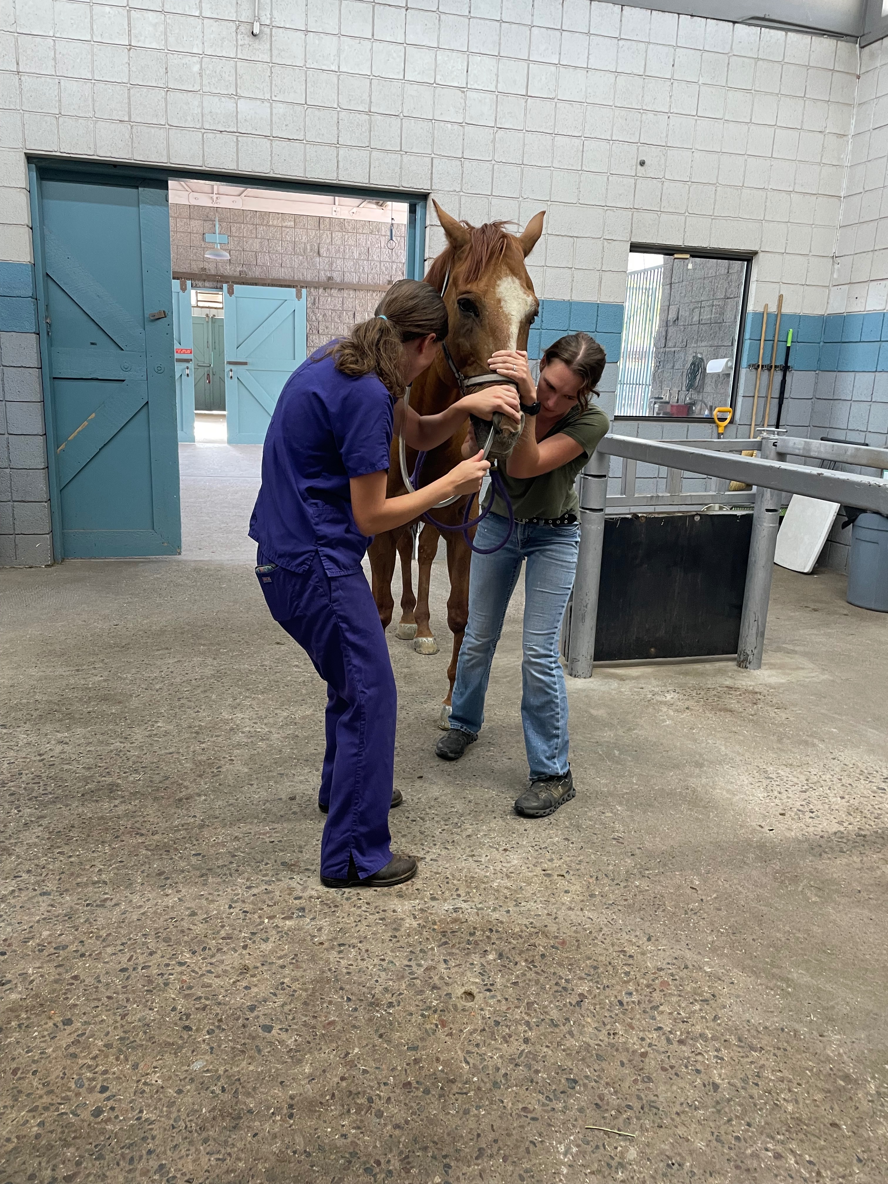 Knuckles vet bill campaign photo, 4 of 8