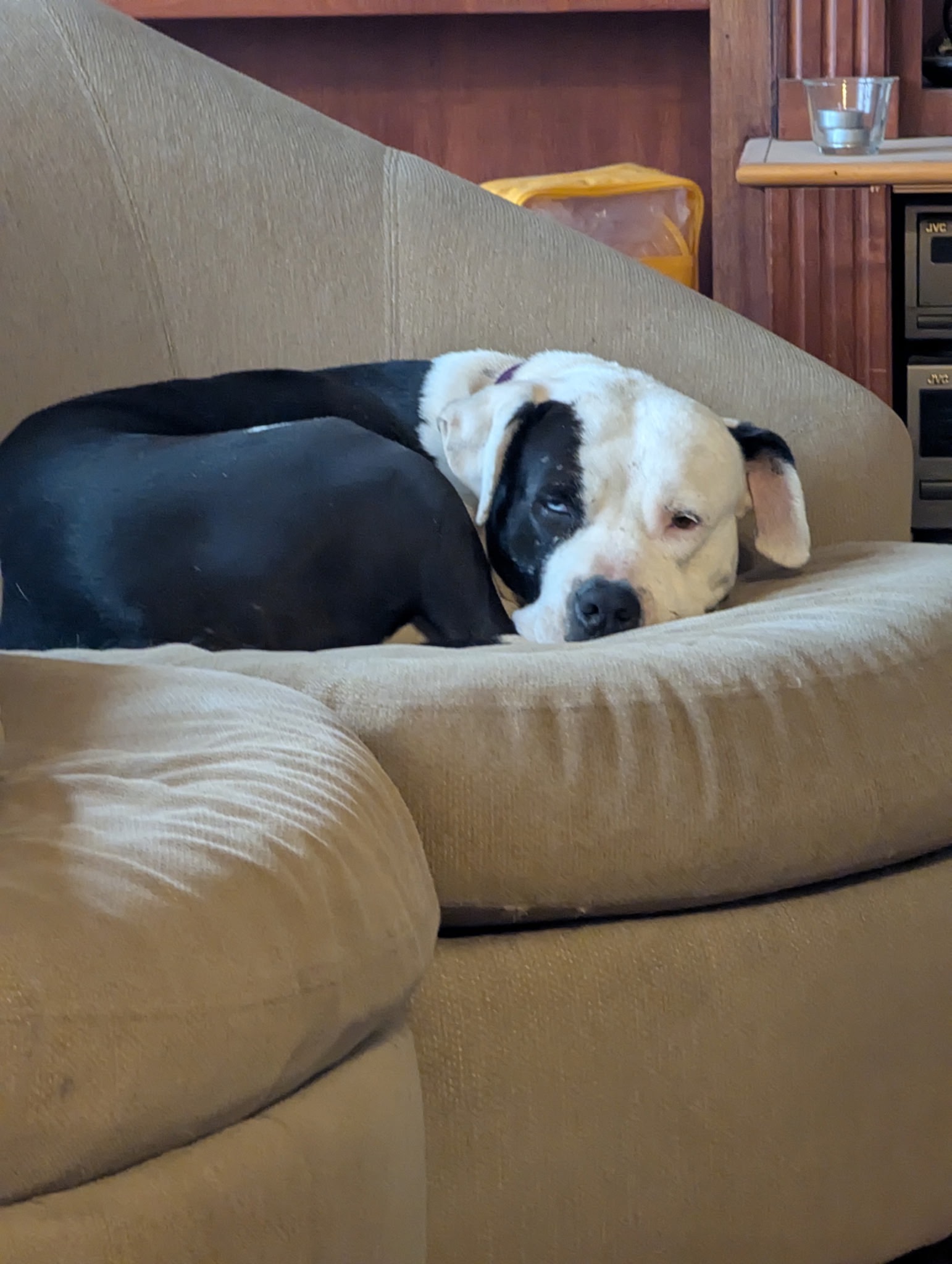 Save Dillan and Help Give a Sweet Soul His Happy Ending campaign photo, 7 of 7