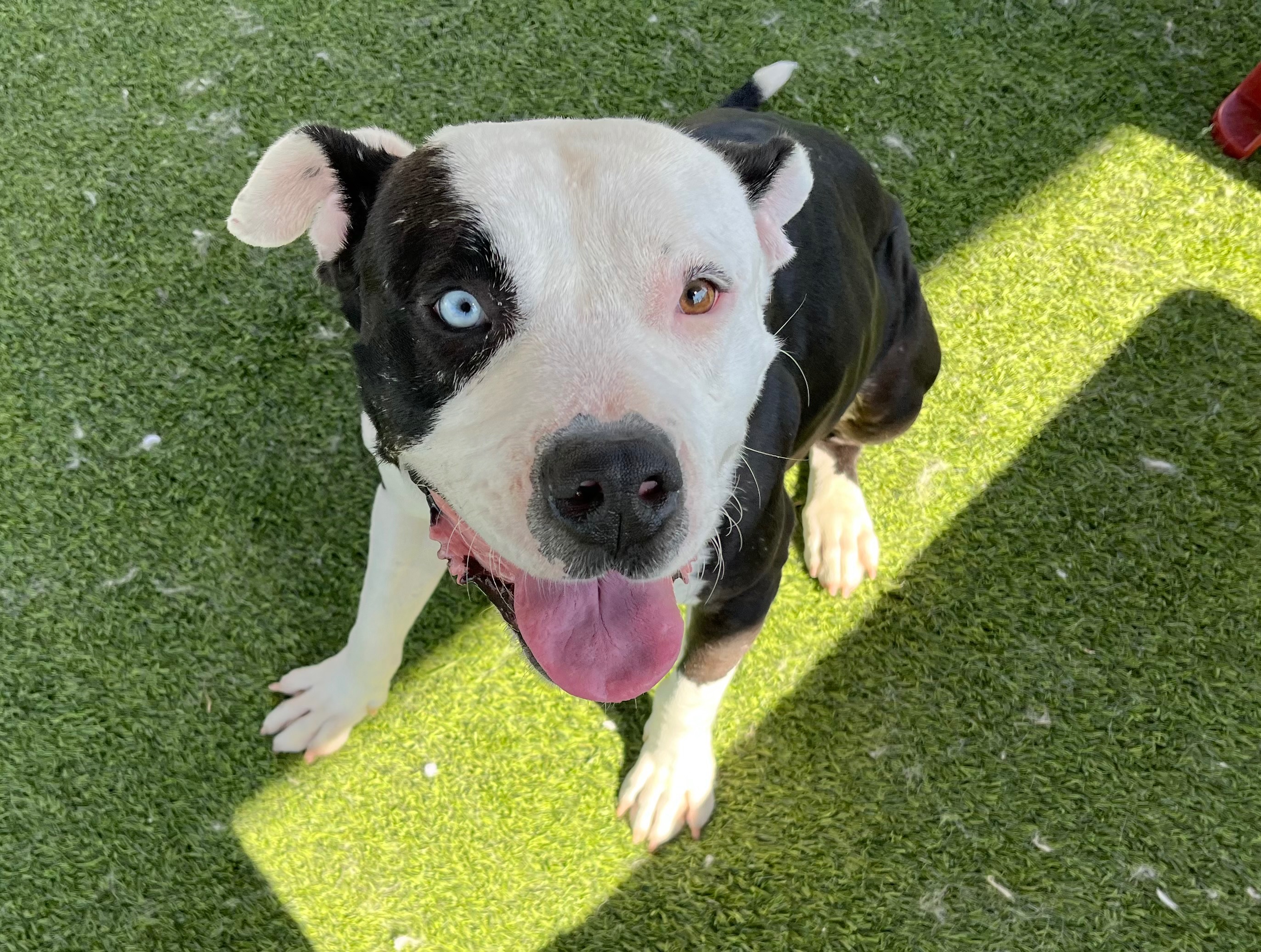 Save Dillan and Help Give a Sweet Soul His Happy Ending campaign photo, 5 of 7