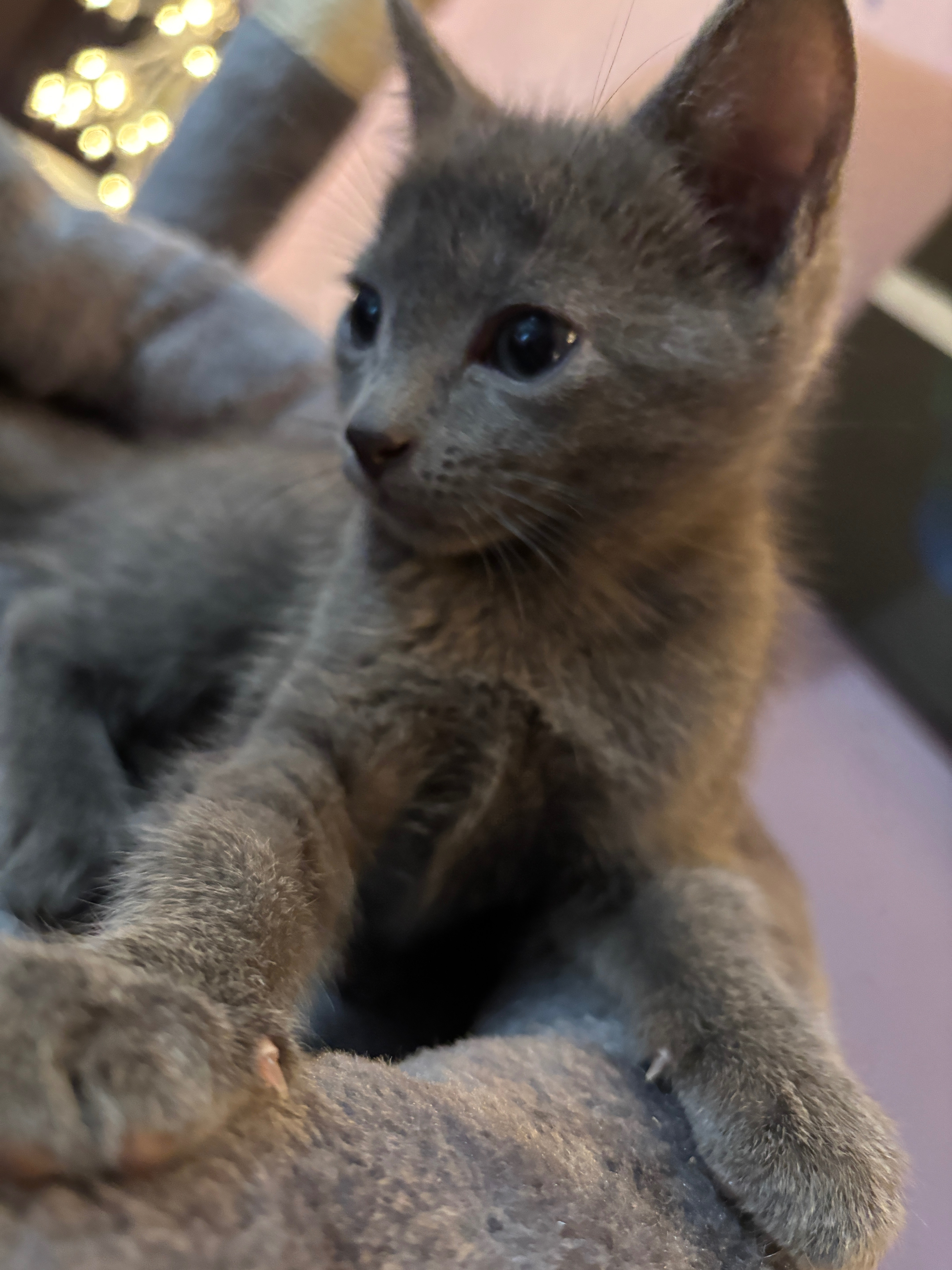 Save Silver: Urgent Amputation Needed campaign photo, 2 of 4