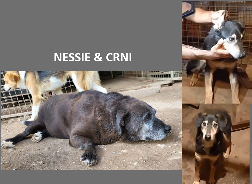 Senior reisticket Nessie & Crni campaign photo, 2 of 3