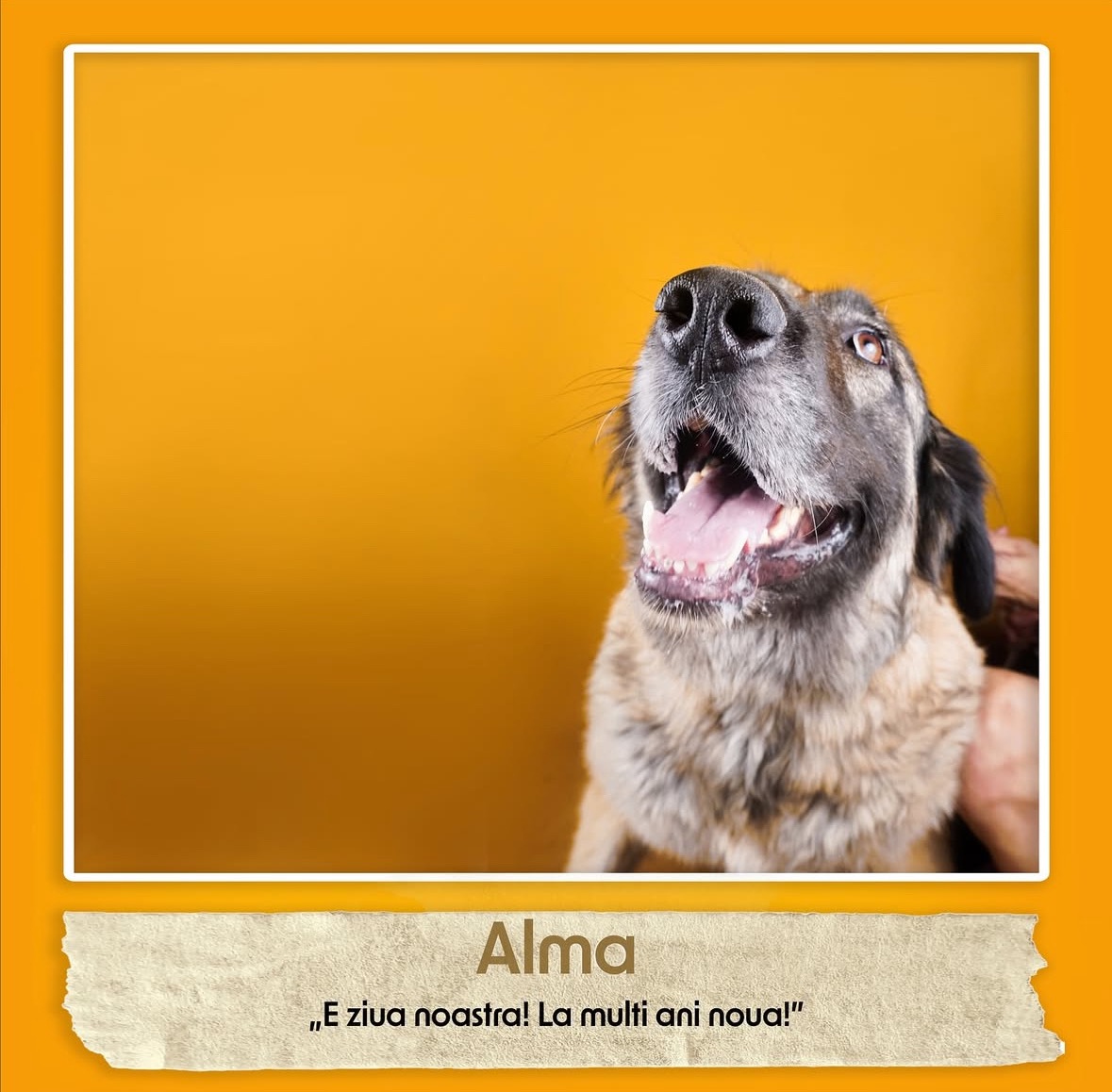 Raising funds for Adorra Dog Shelter campaign photo, 4 of 8