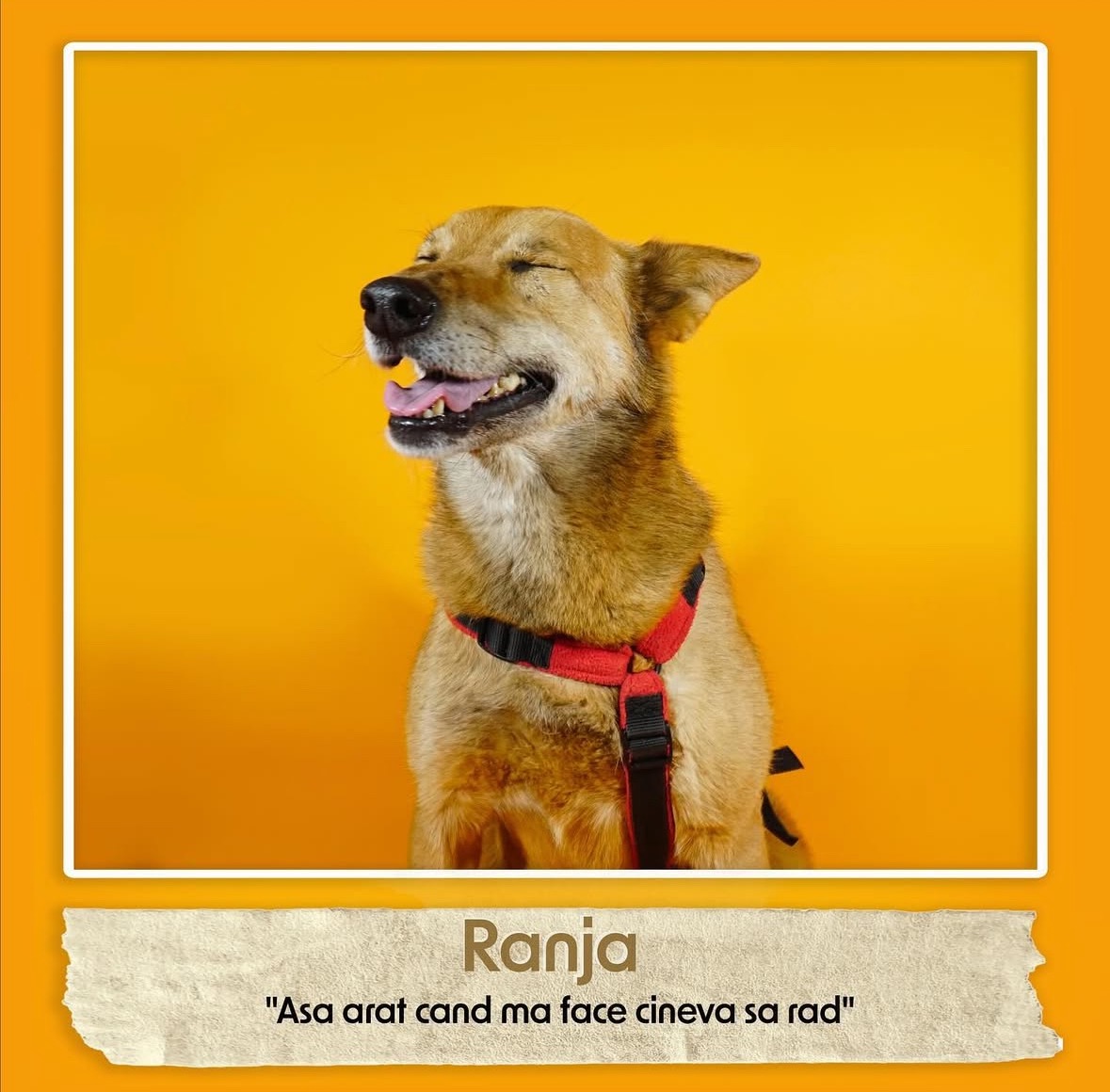 Raising funds for Adorra Dog Shelter campaign photo, 5 of 8