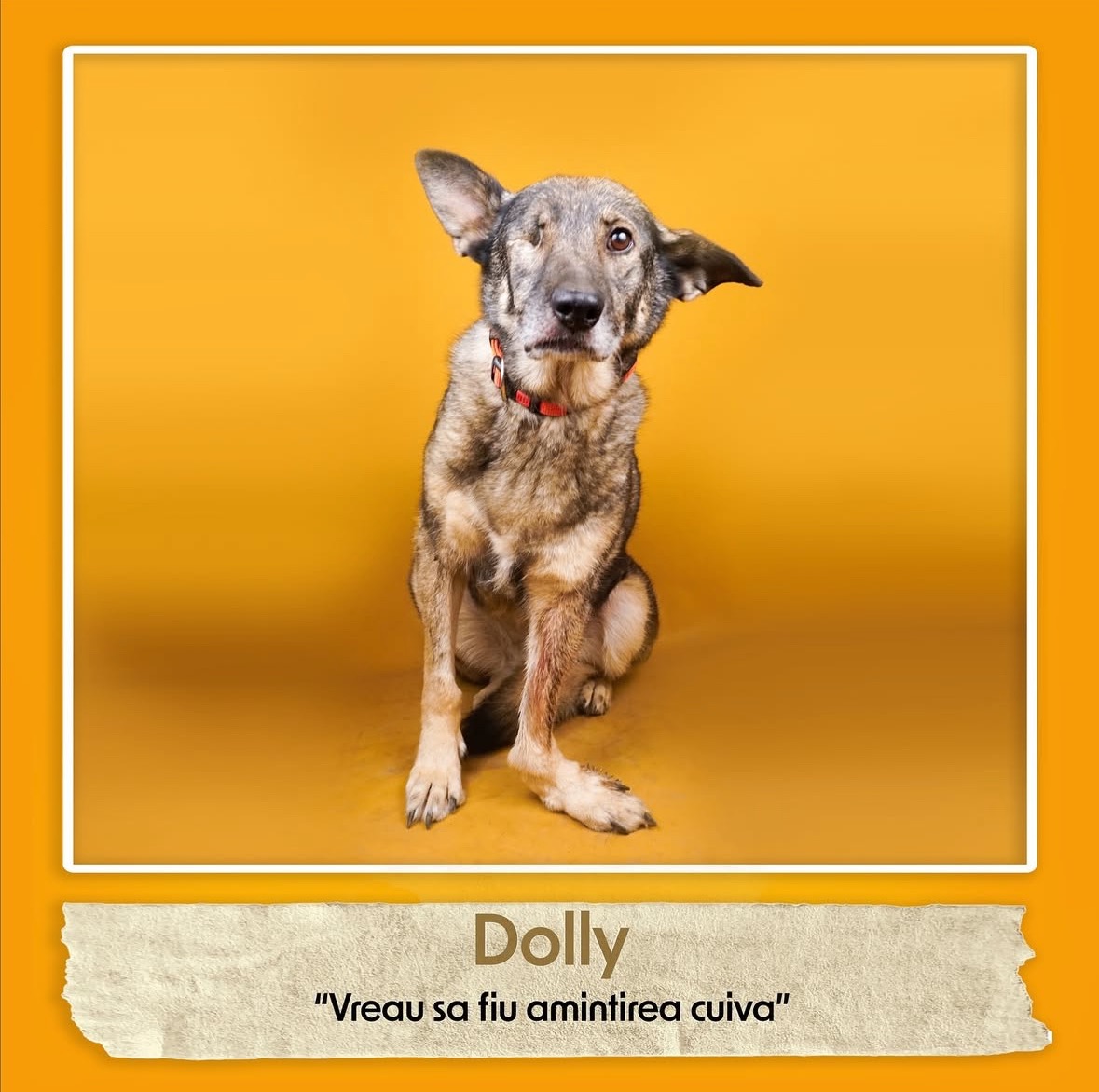 Raising funds for Adorra Dog Shelter campaign photo, 6 of 8