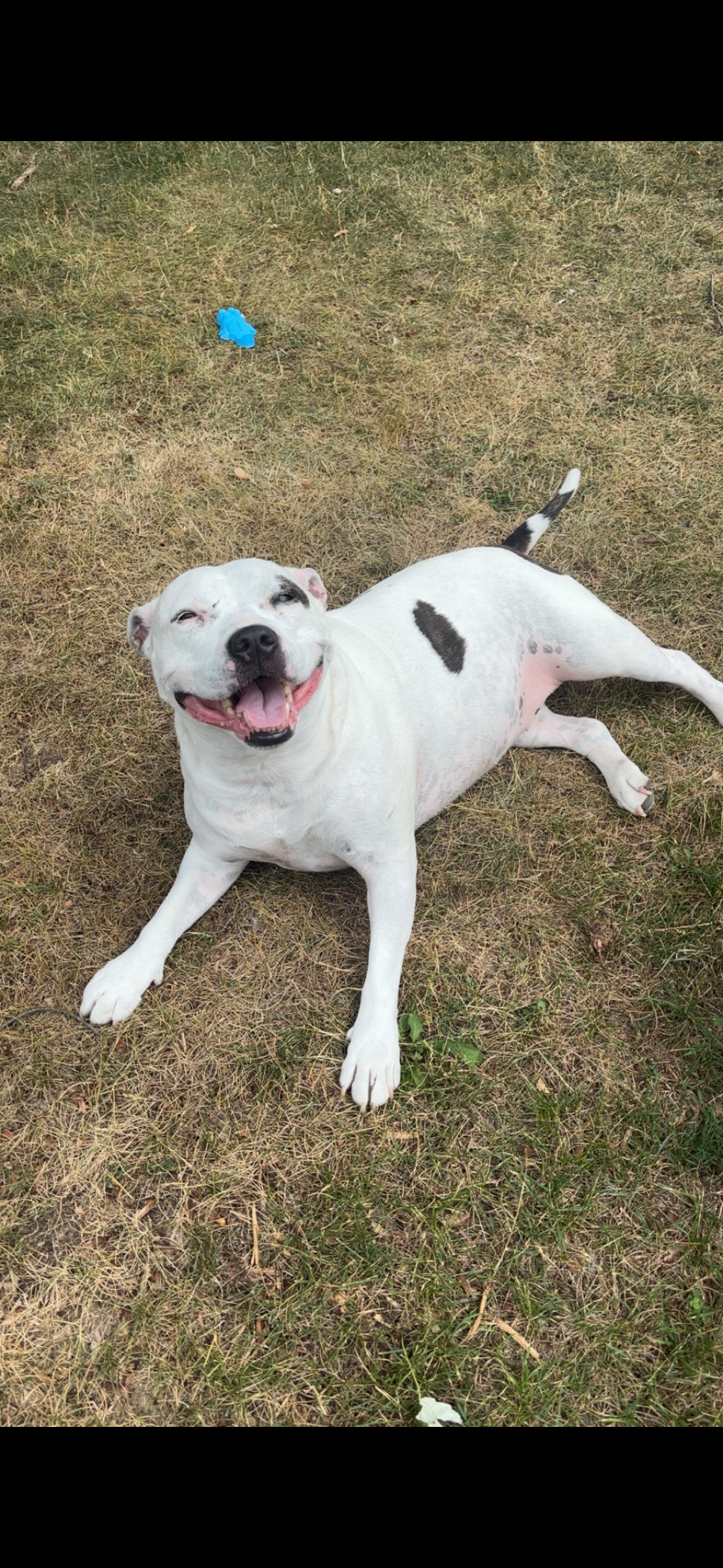 Donate to help get kilo the surgery she needs for her leg campaign photo, 7 of 8