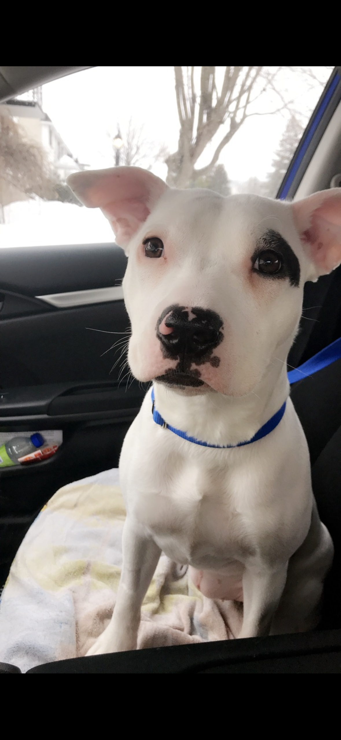 Donate to help get kilo the surgery she needs for her leg campaign photo, 4 of 8