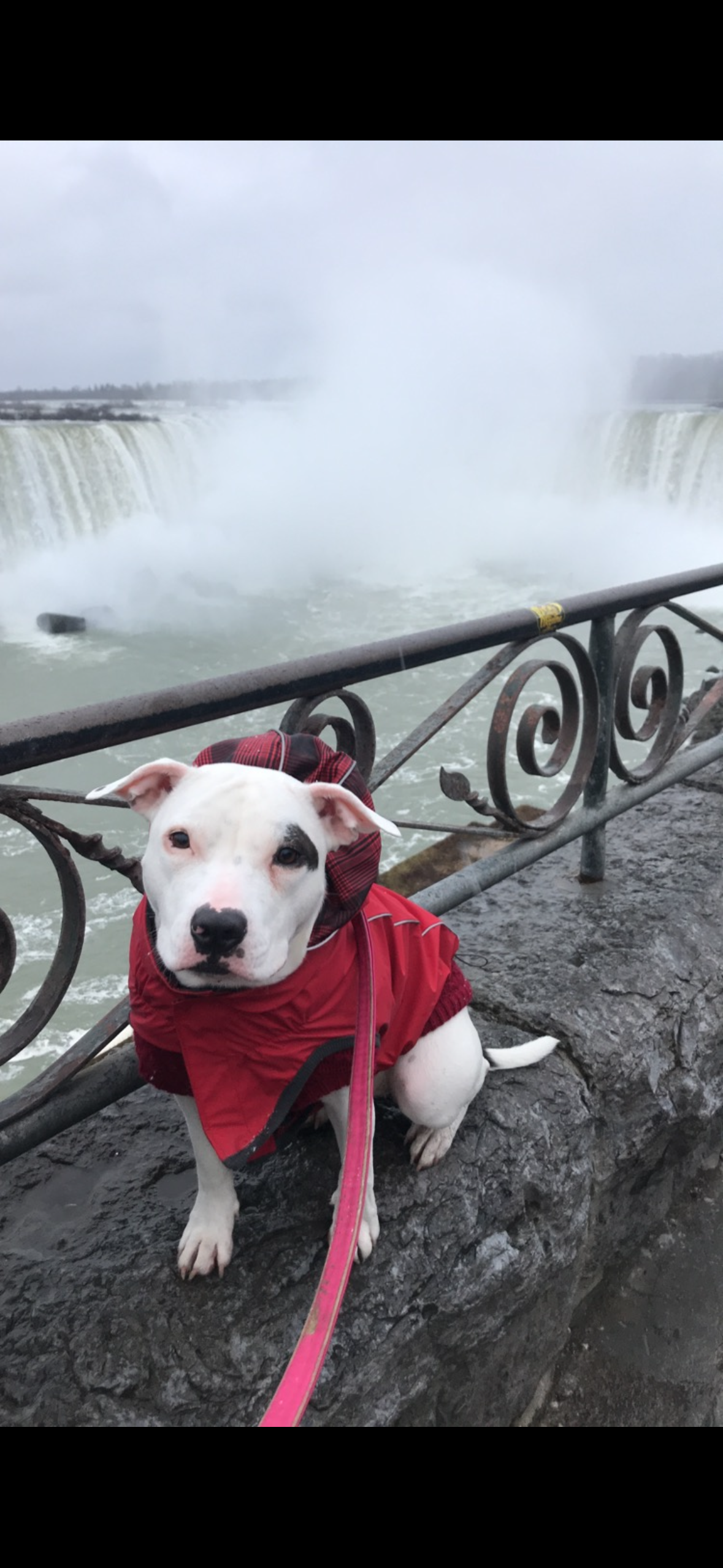 Donate to help get kilo the surgery she needs for her leg campaign photo, 2 of 8