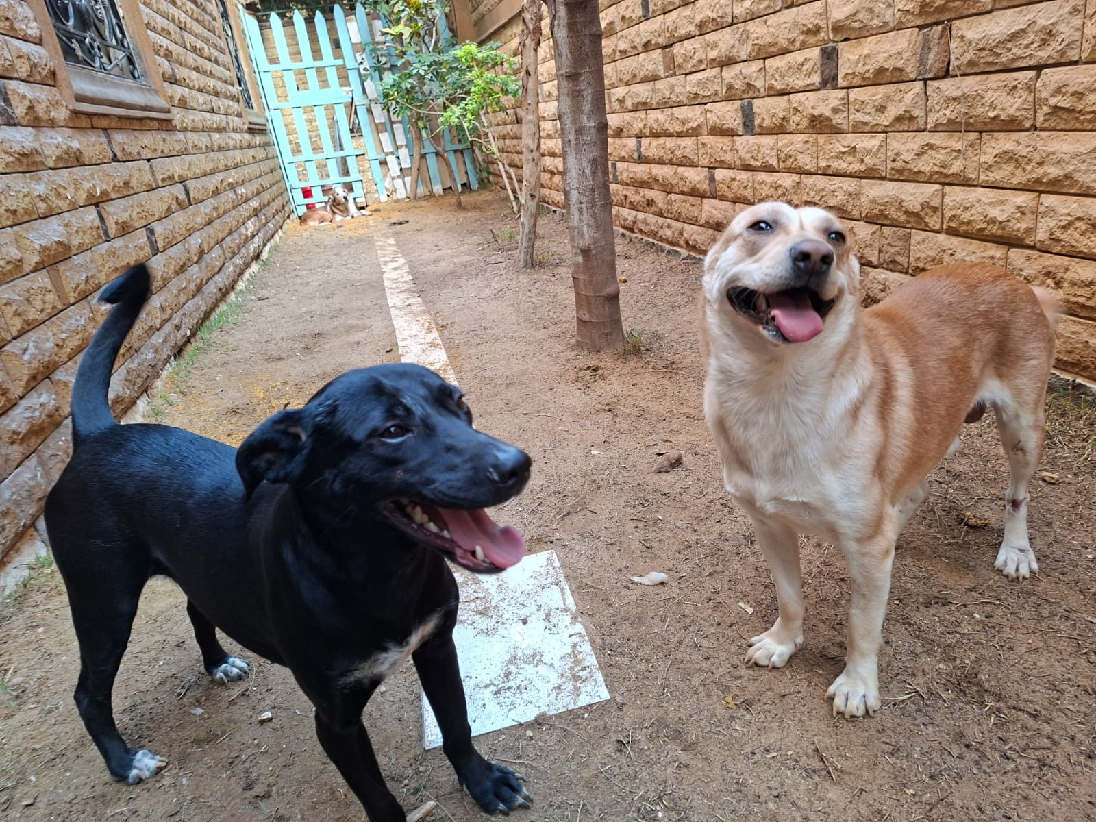 Help Nicole Rescue Two Stray Dogs campaign photo, 4 of 5