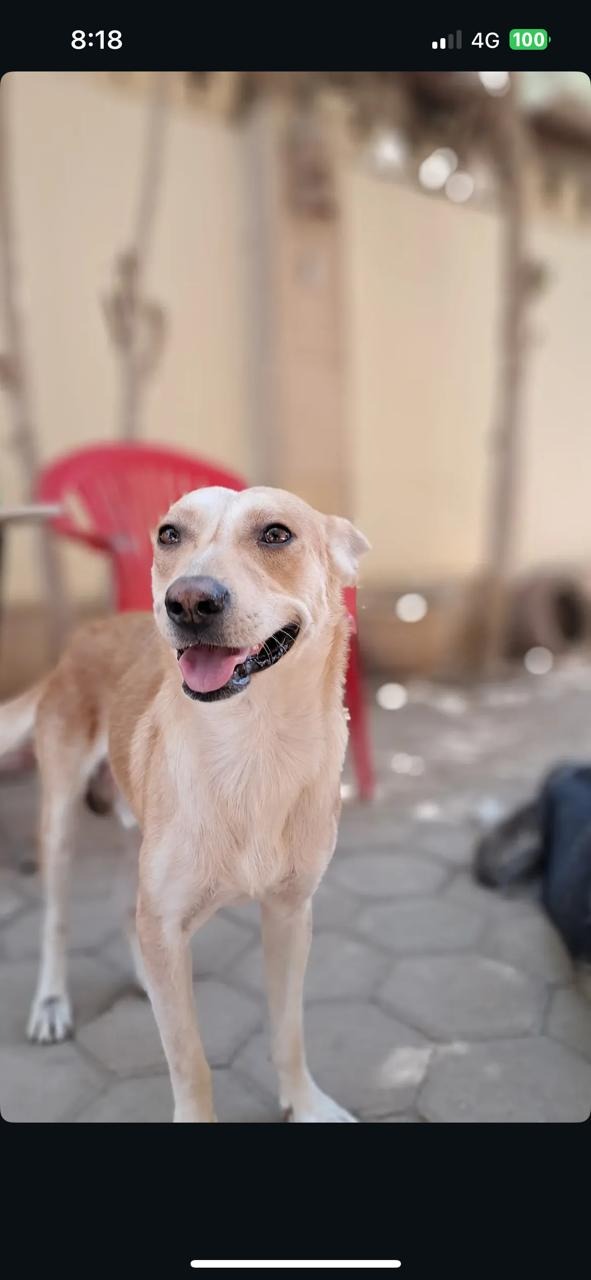 Help Nicole Rescue Two Stray Dogs campaign photo, 2 of 5