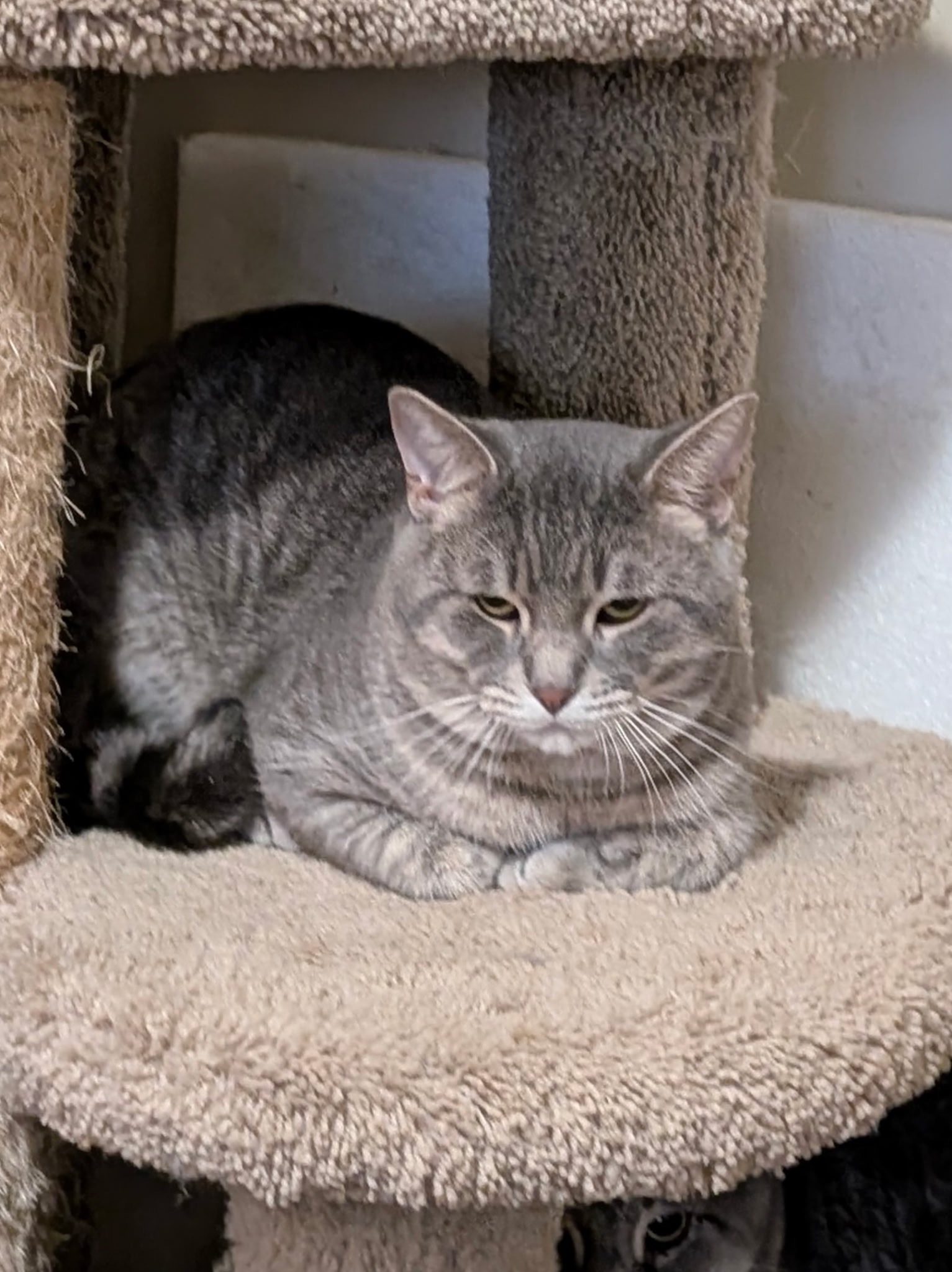 Help my friend rehome her cats and find a safe home campaign photo, 4 of 4