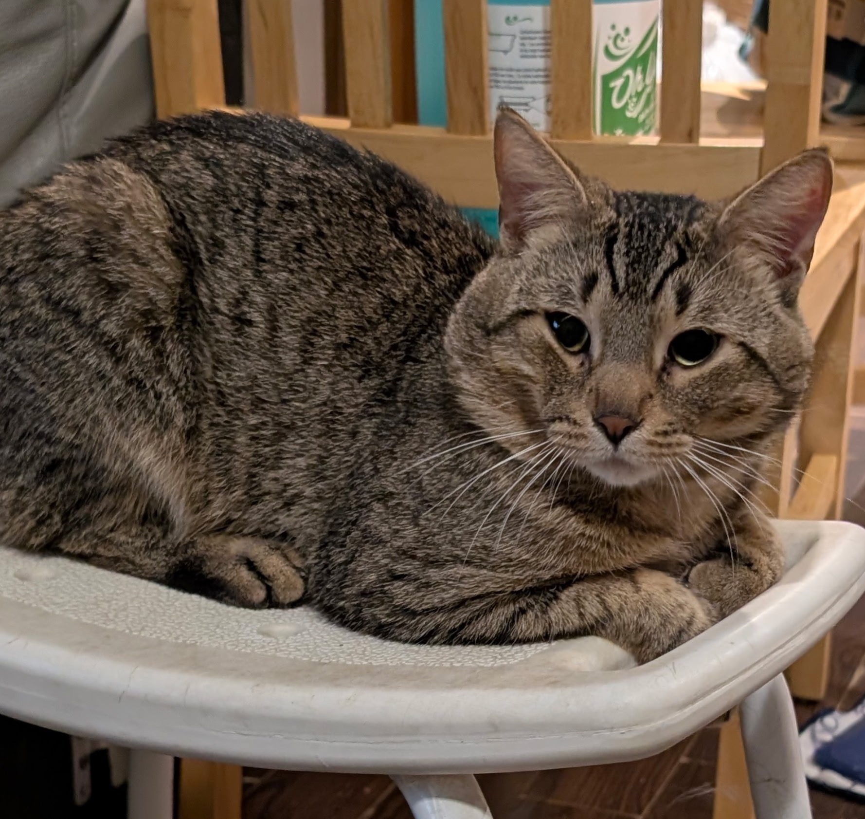 Help my friend rehome her cats and find a safe home campaign photo, 2 of 4
