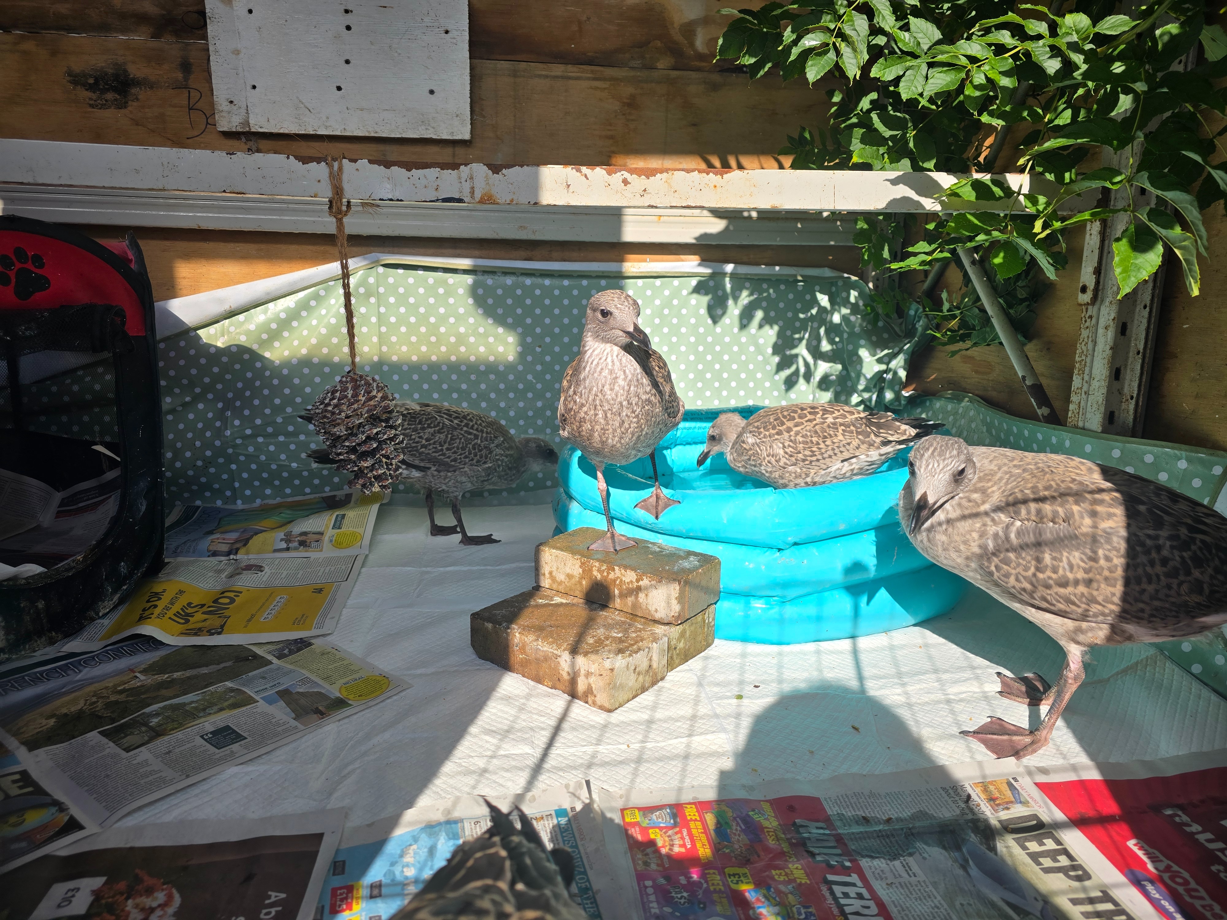 North Wales Wild Bird Care campaign photo, 2 of 4