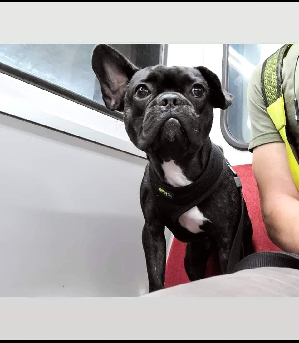 Please help save tysons leg campaign photo, 2 of 7