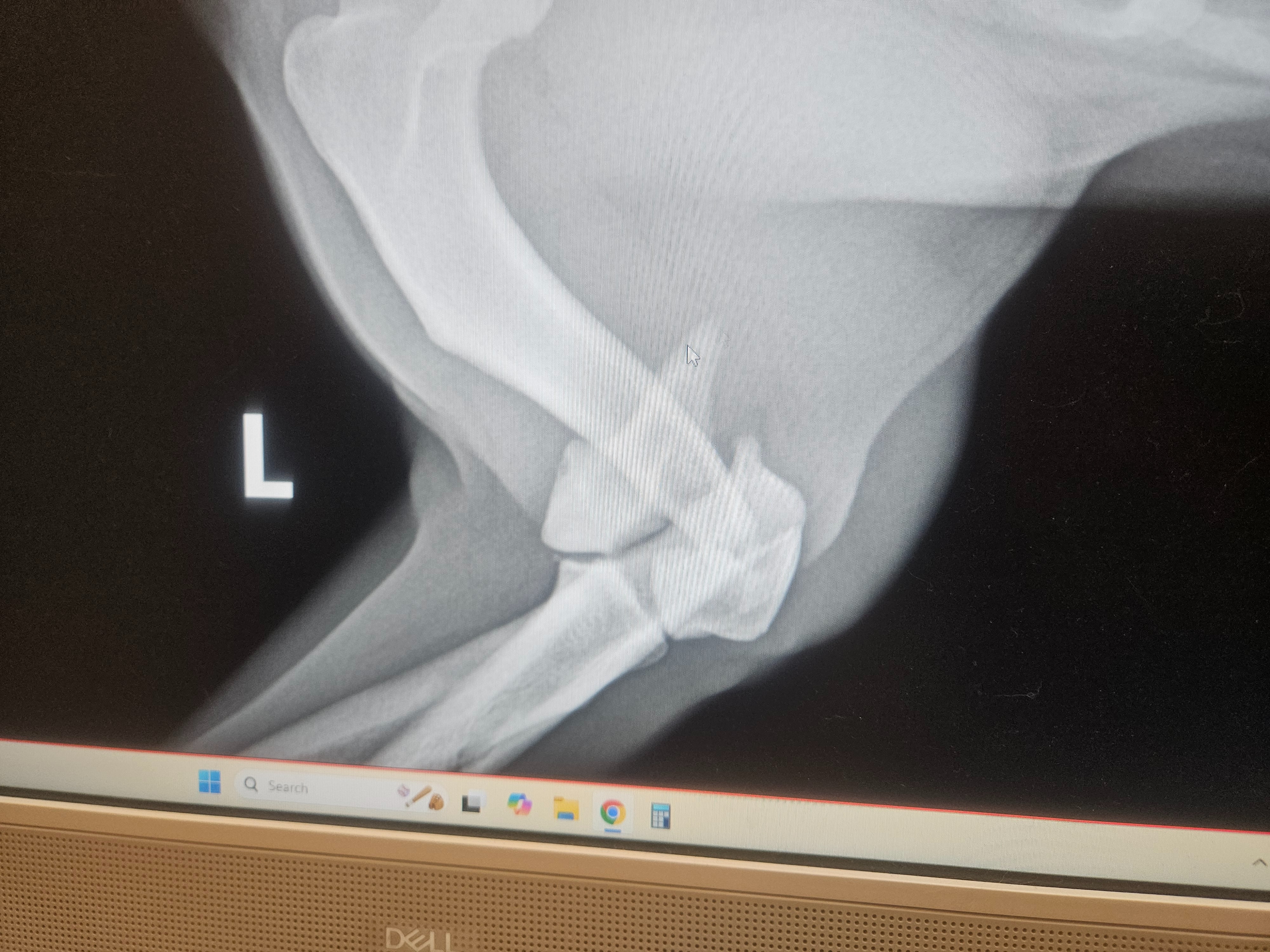 Please help save tysons leg campaign photo, 4 of 7