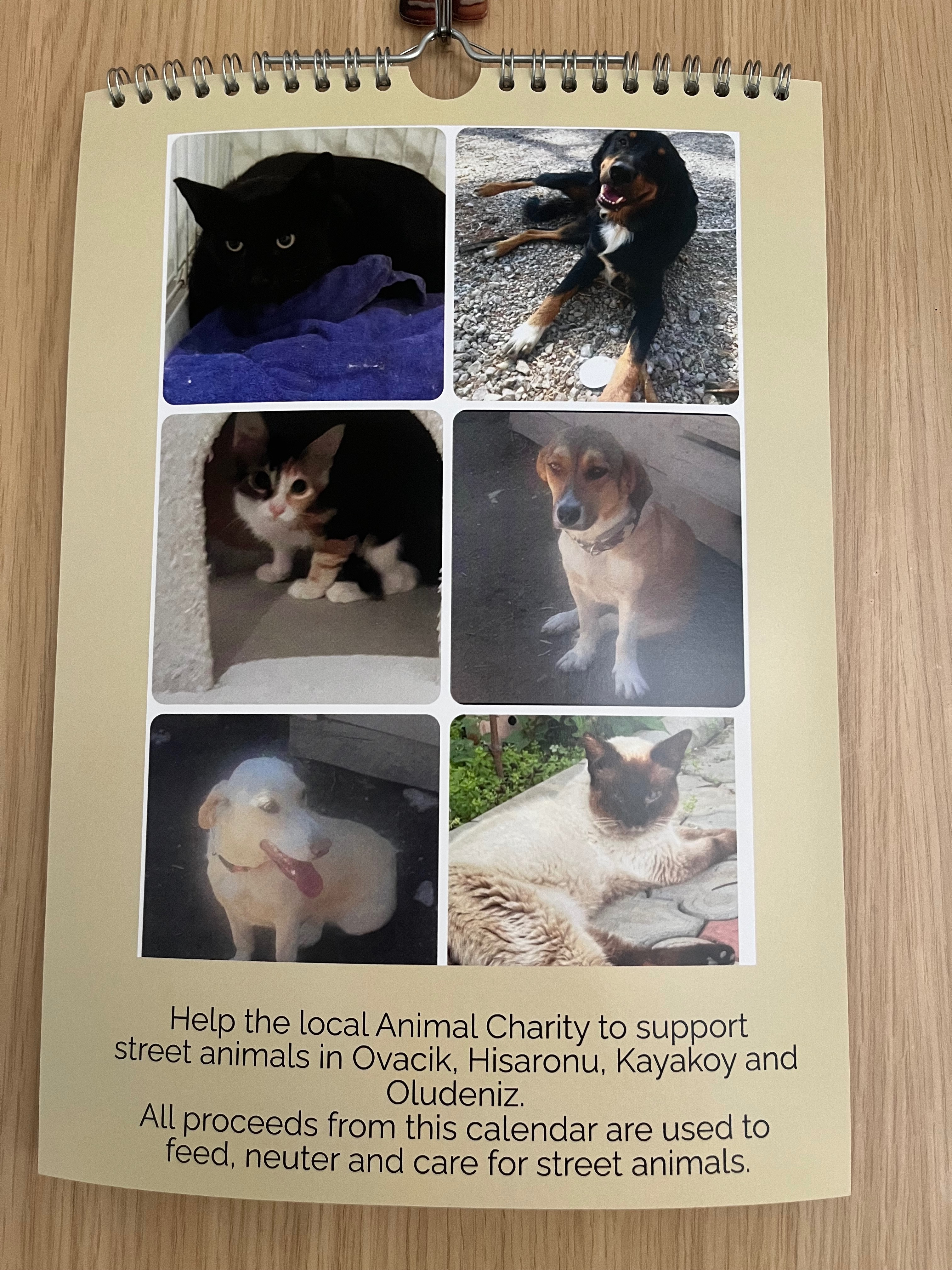 Friends of Animal Aid - Turkey campaign photo, 5 of 6