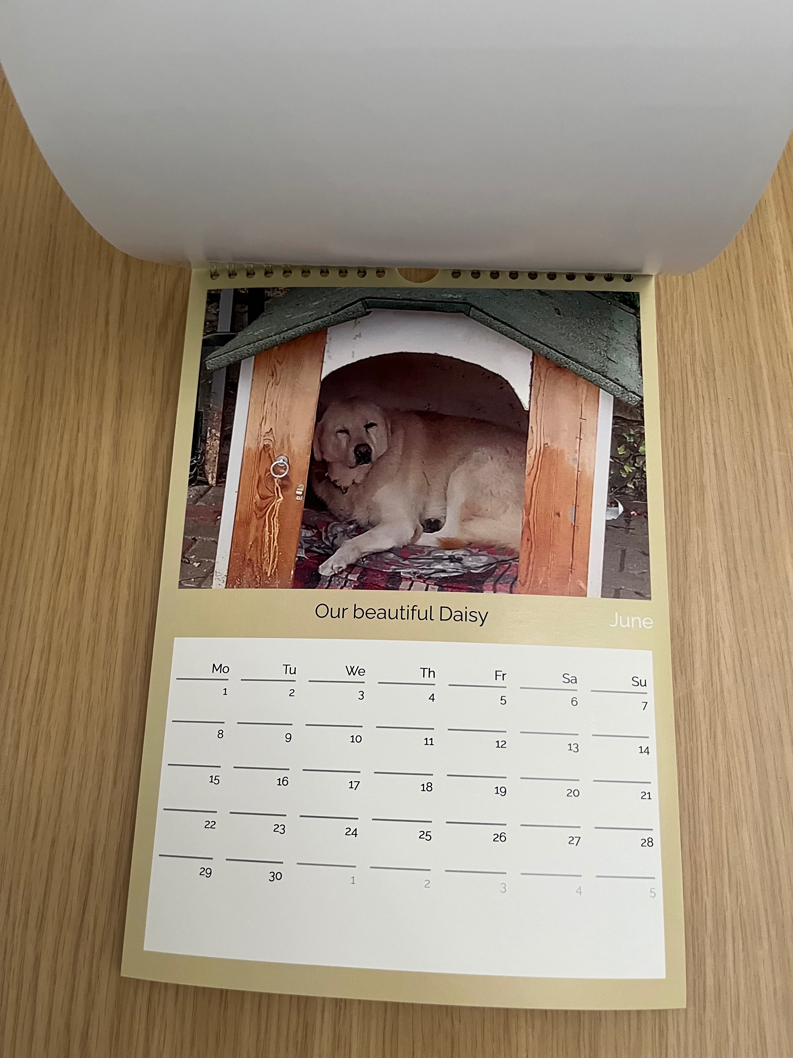 Friends of Animal Aid - Turkey campaign photo, 2 of 6