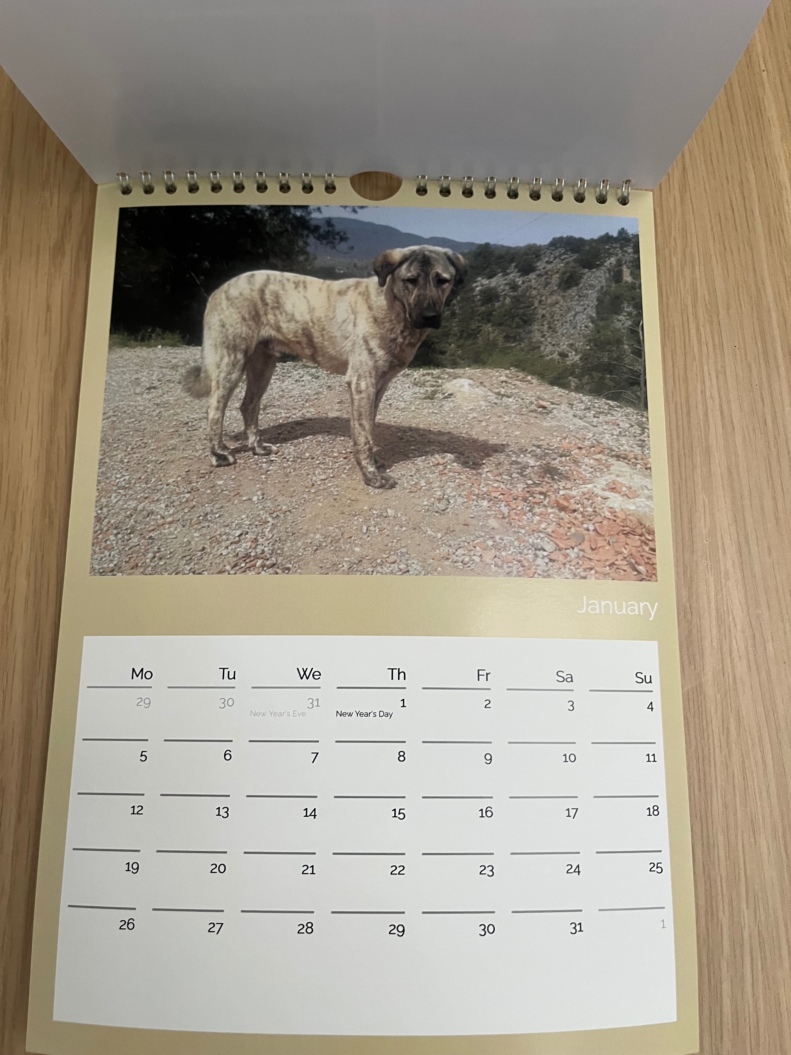 Friends of Animal Aid - Turkey campaign photo, 4 of 6