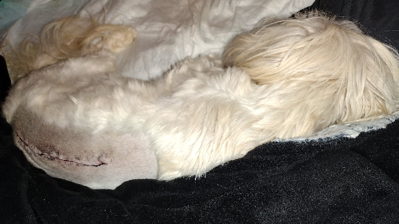 Support Missy's Post-Surgery Recovery&Bills photo