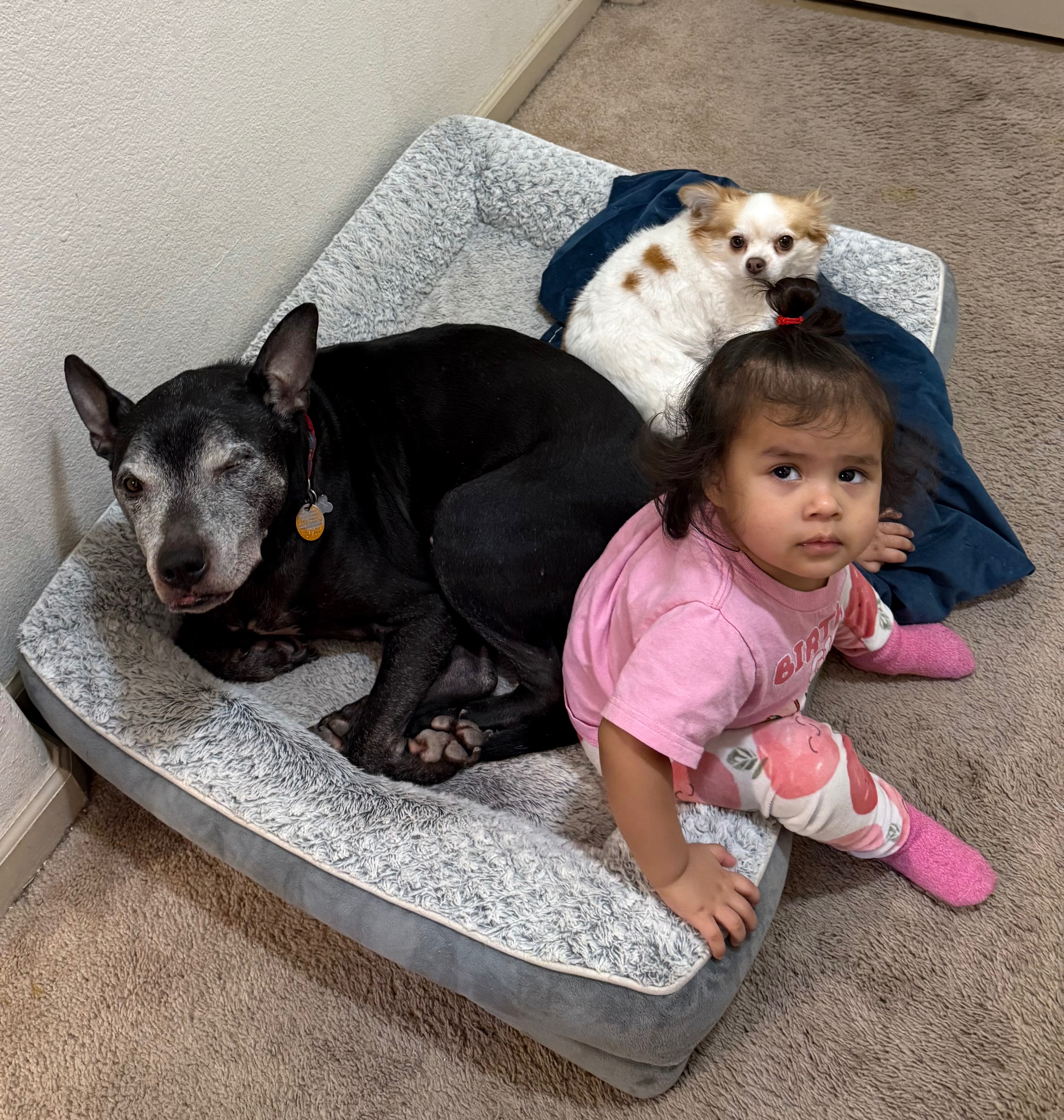 Help Us Care for Onyx's Health and Comfort campaign photo, 7 of 8