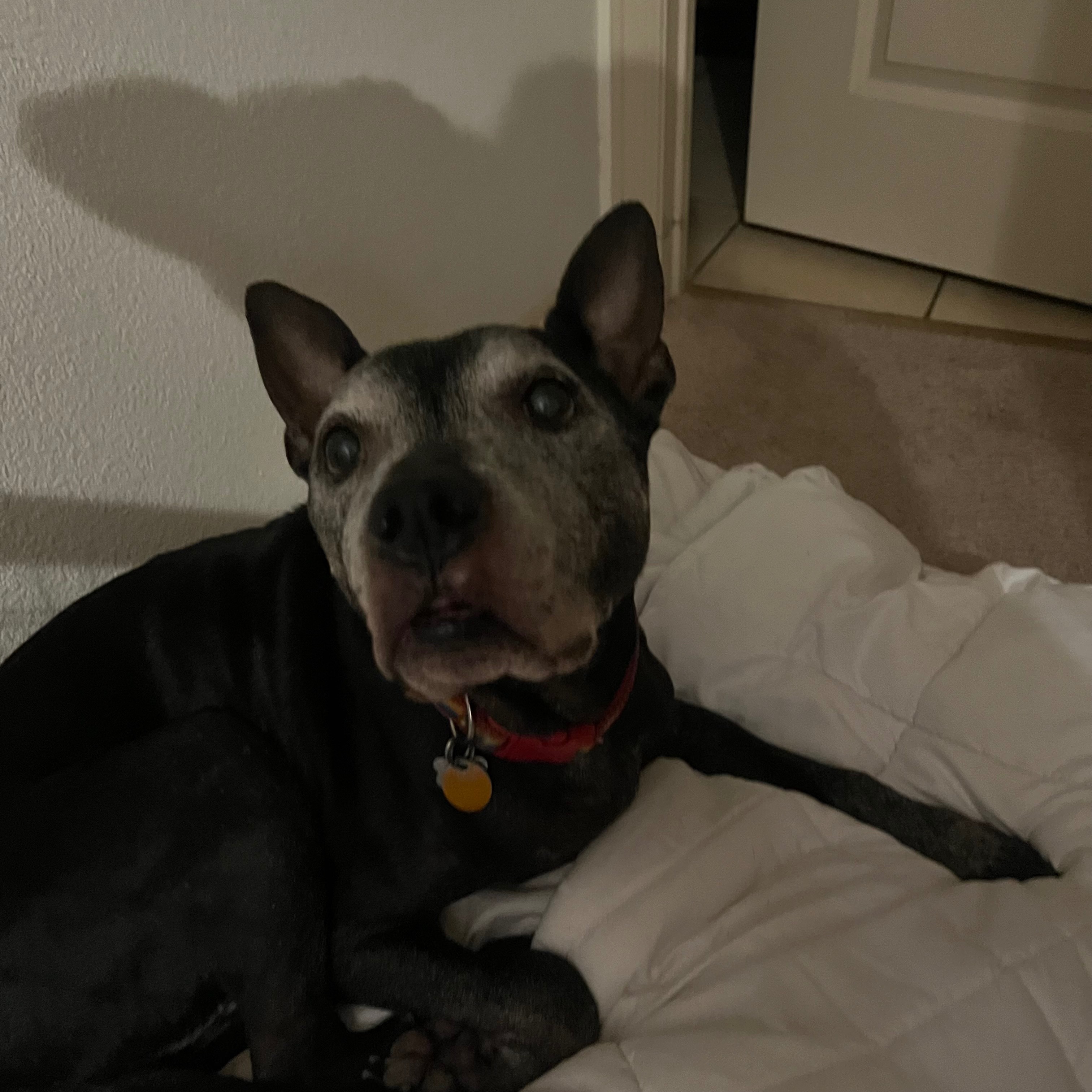 Help Us Care for Onyx's Health and Comfort campaign photo, 2 of 8