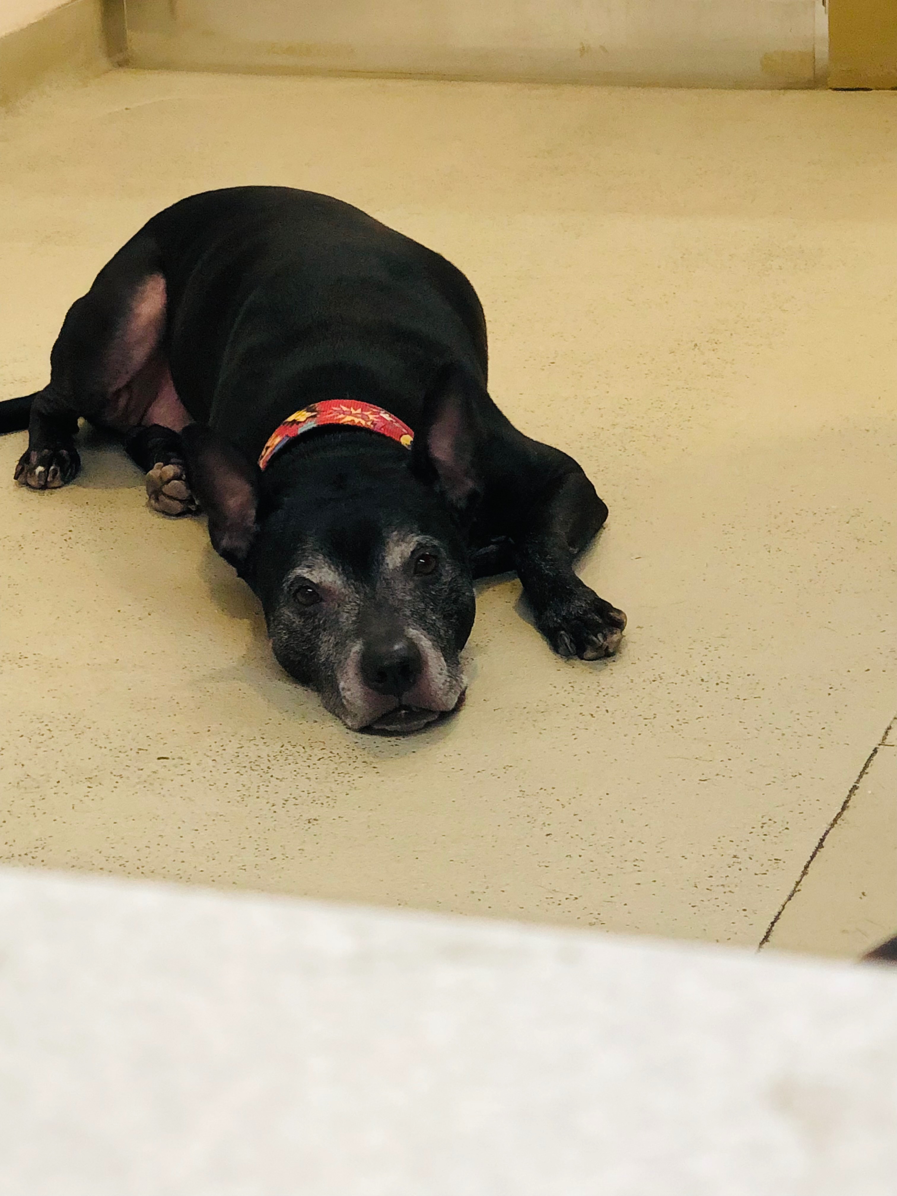 Help Us Care for Onyx's Health and Comfort campaign photo, 4 of 8