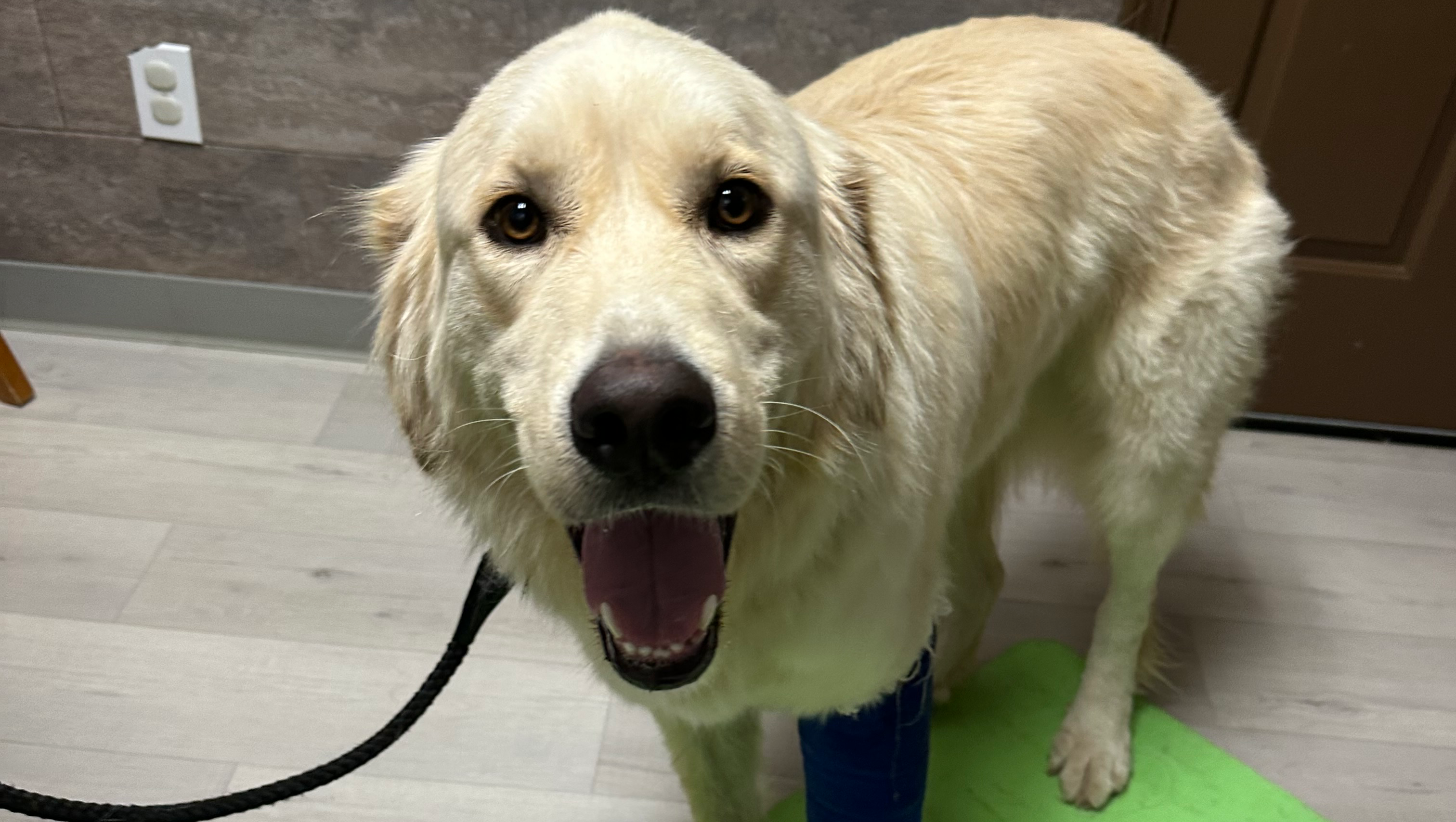 Give Teddy a Second Chance: Surgery Fund photo