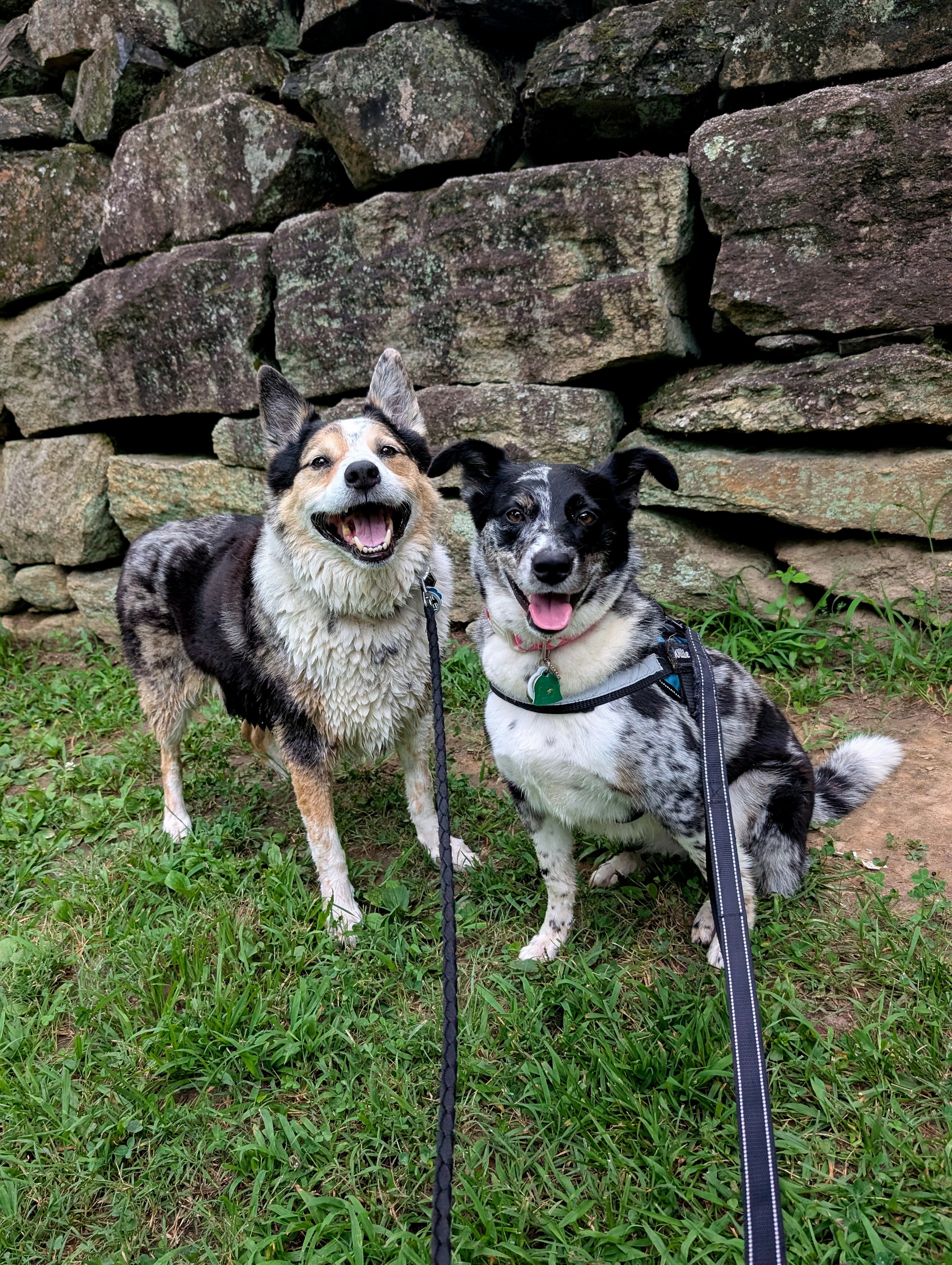 Help Baxter Get Life-Saving Surgery campaign photo, 7 of 8