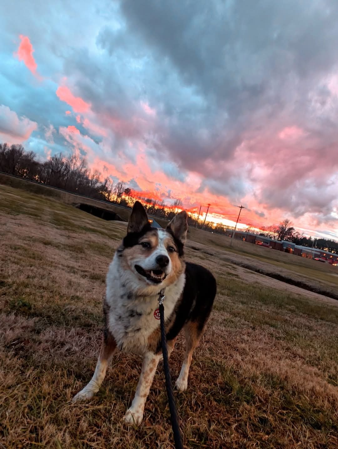 Help Baxter Get Life-Saving Surgery campaign photo, 2 of 8