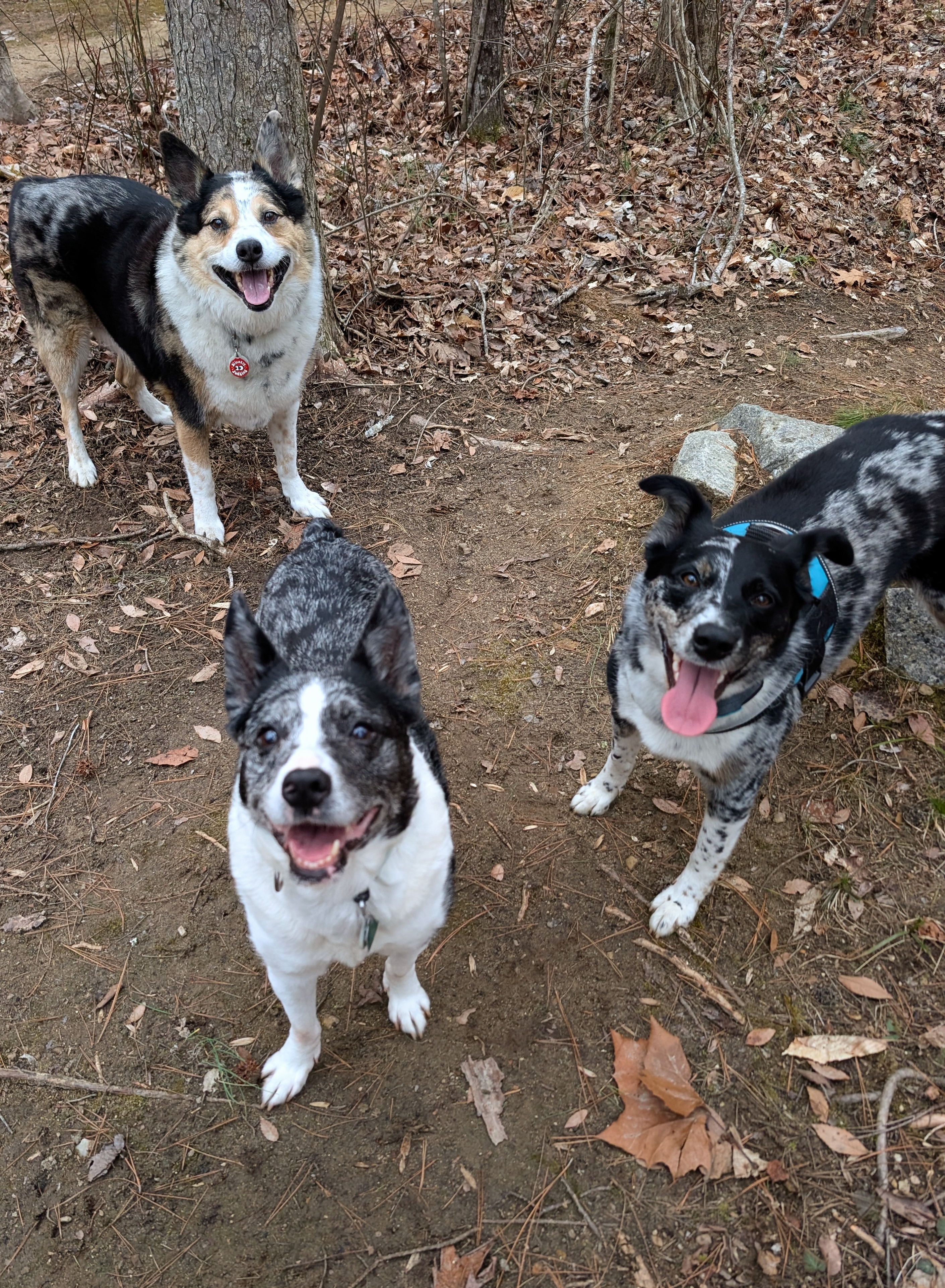 Help Baxter Get Life-Saving Surgery campaign photo, 4 of 8