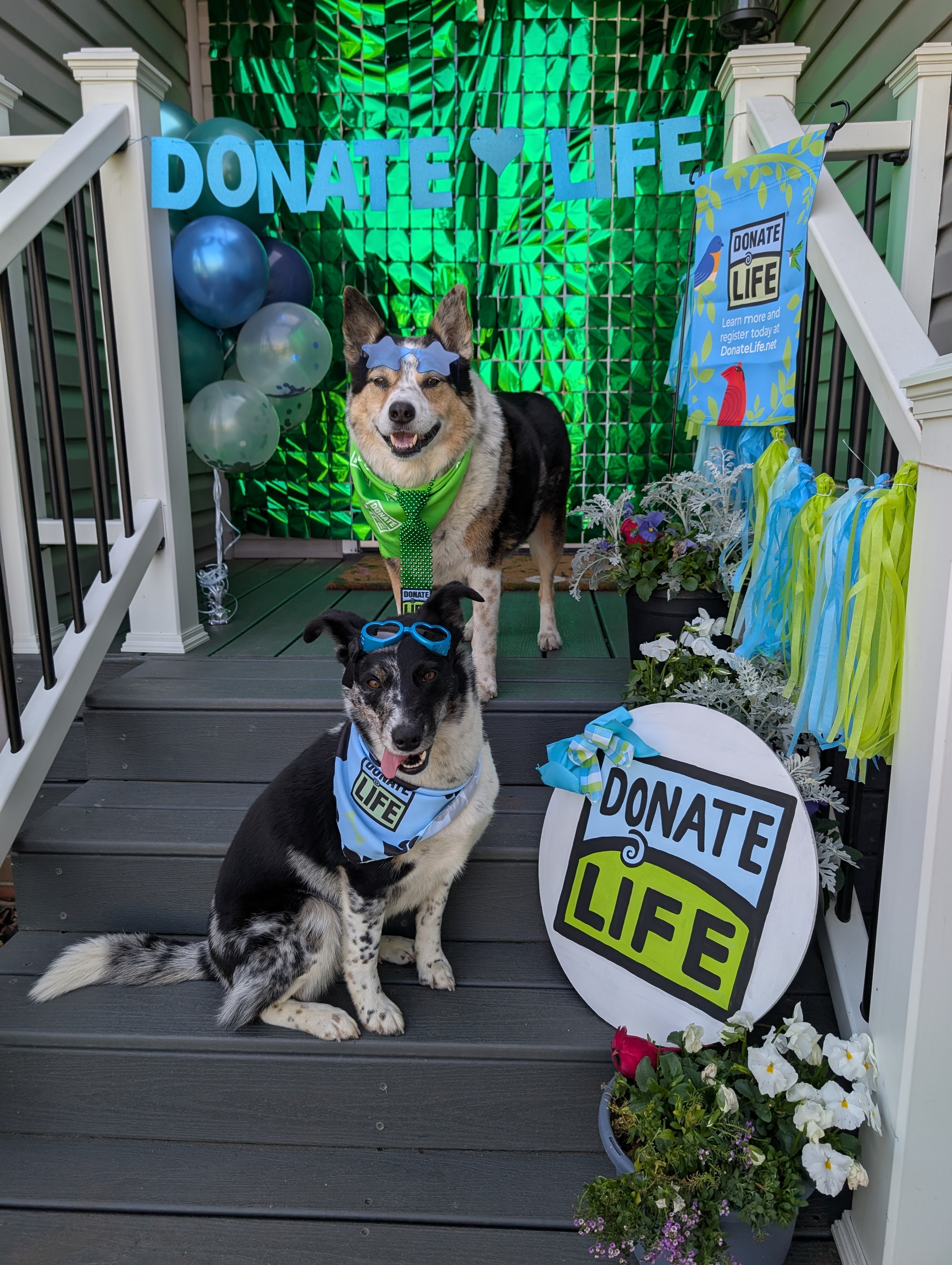 Help Baxter Get Life-Saving Surgery campaign photo, 5 of 8