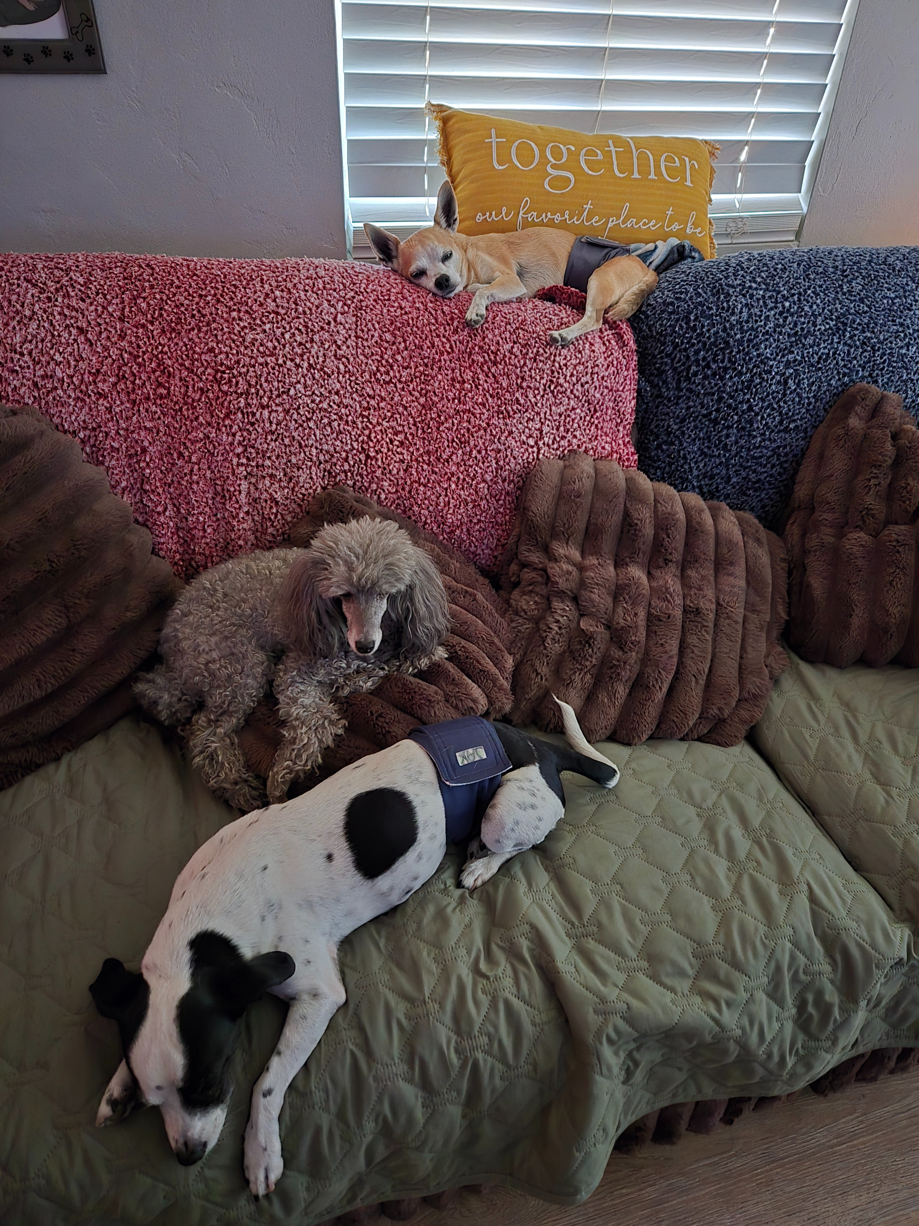 Support Chloe's End of Life Tribute campaign photo, 6 of 8