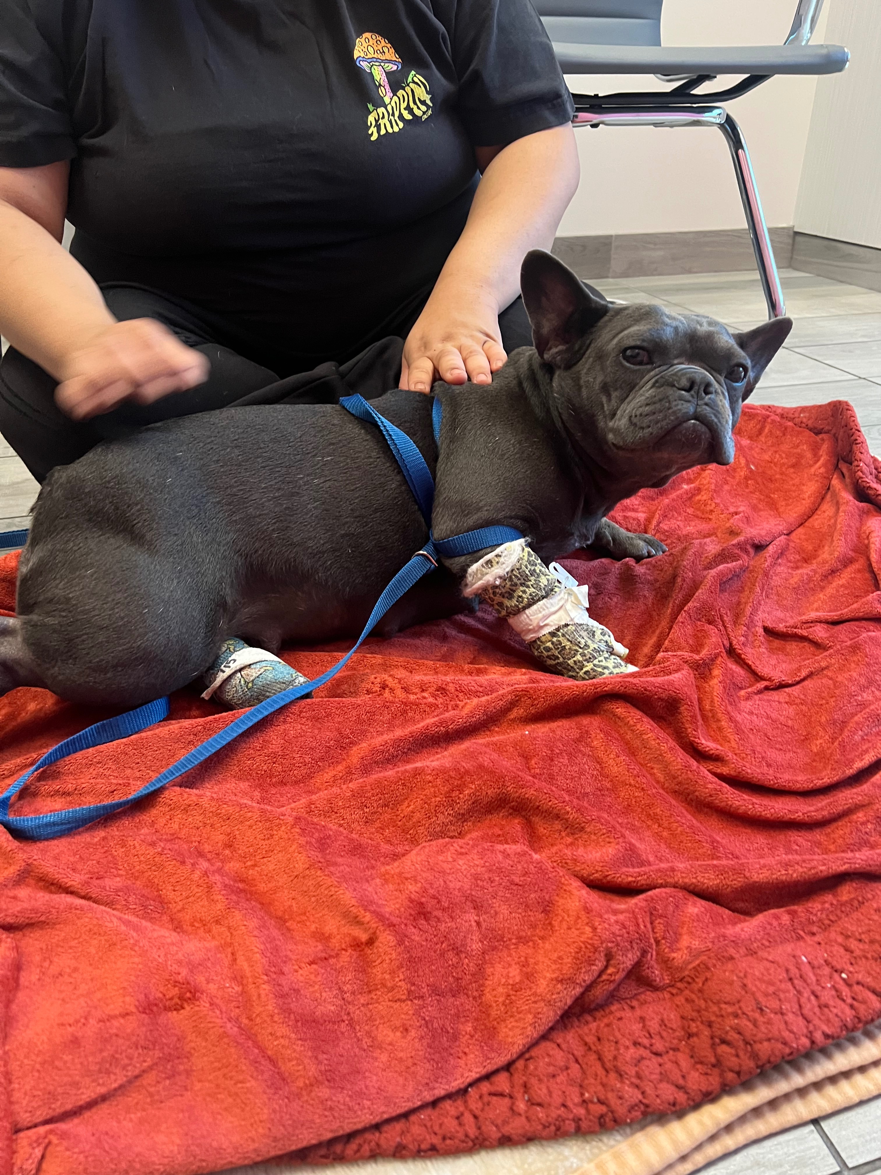 Help Loba Recover From Tragic Accident campaign photo, 2 of 8