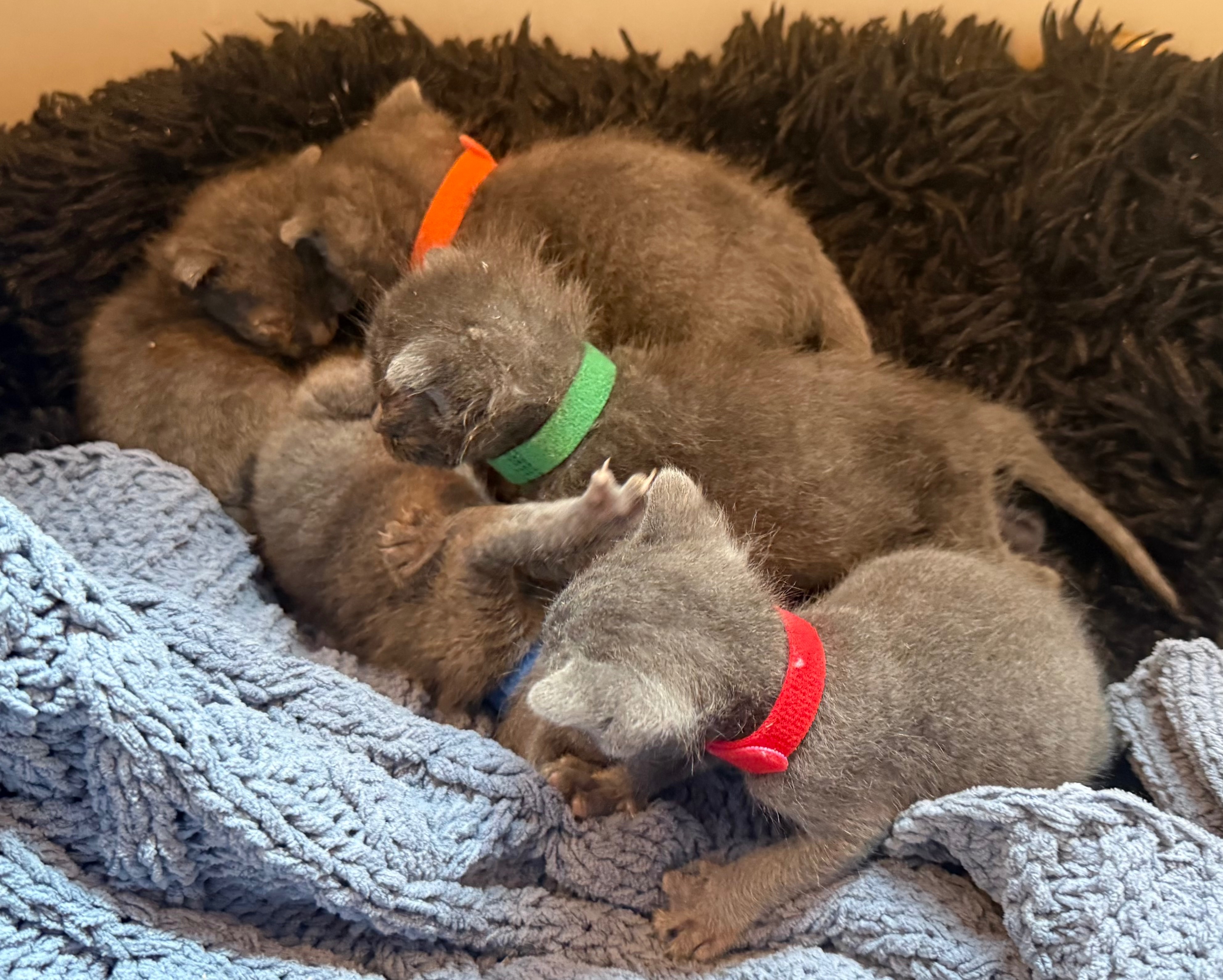 Help Us Care for Rescued Kittens campaign photo, 2 of 4