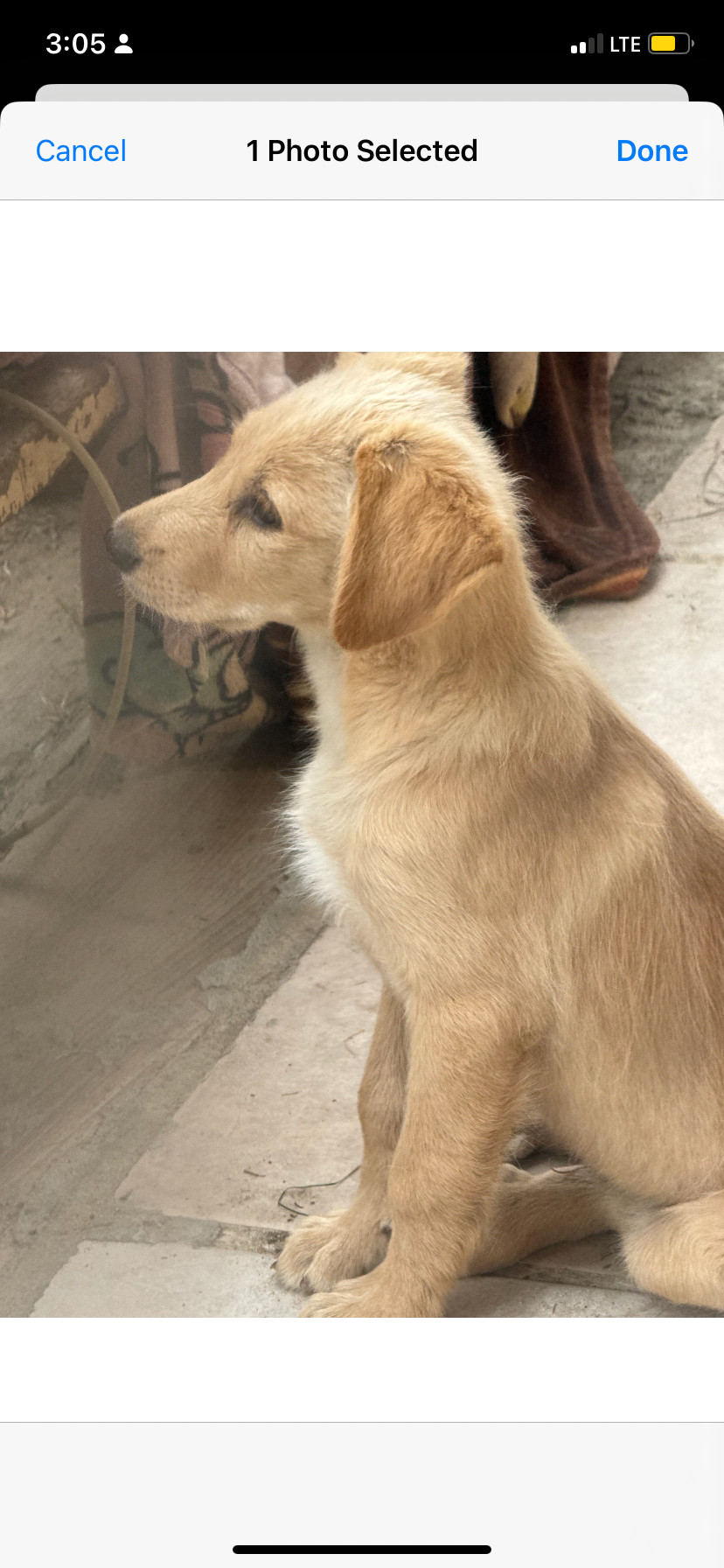 Bruno's Broken Paw: Single Mom Seeks Aid campaign photo, 2 of 4