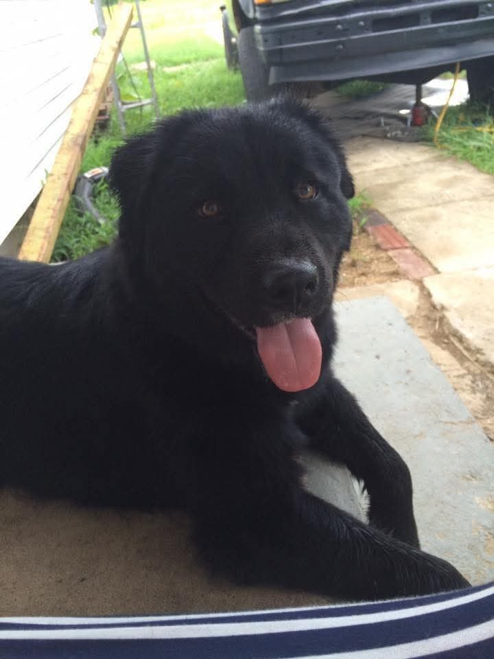 Hunter's Life-Saving Surgery Fund campaign photo, 2 of 4