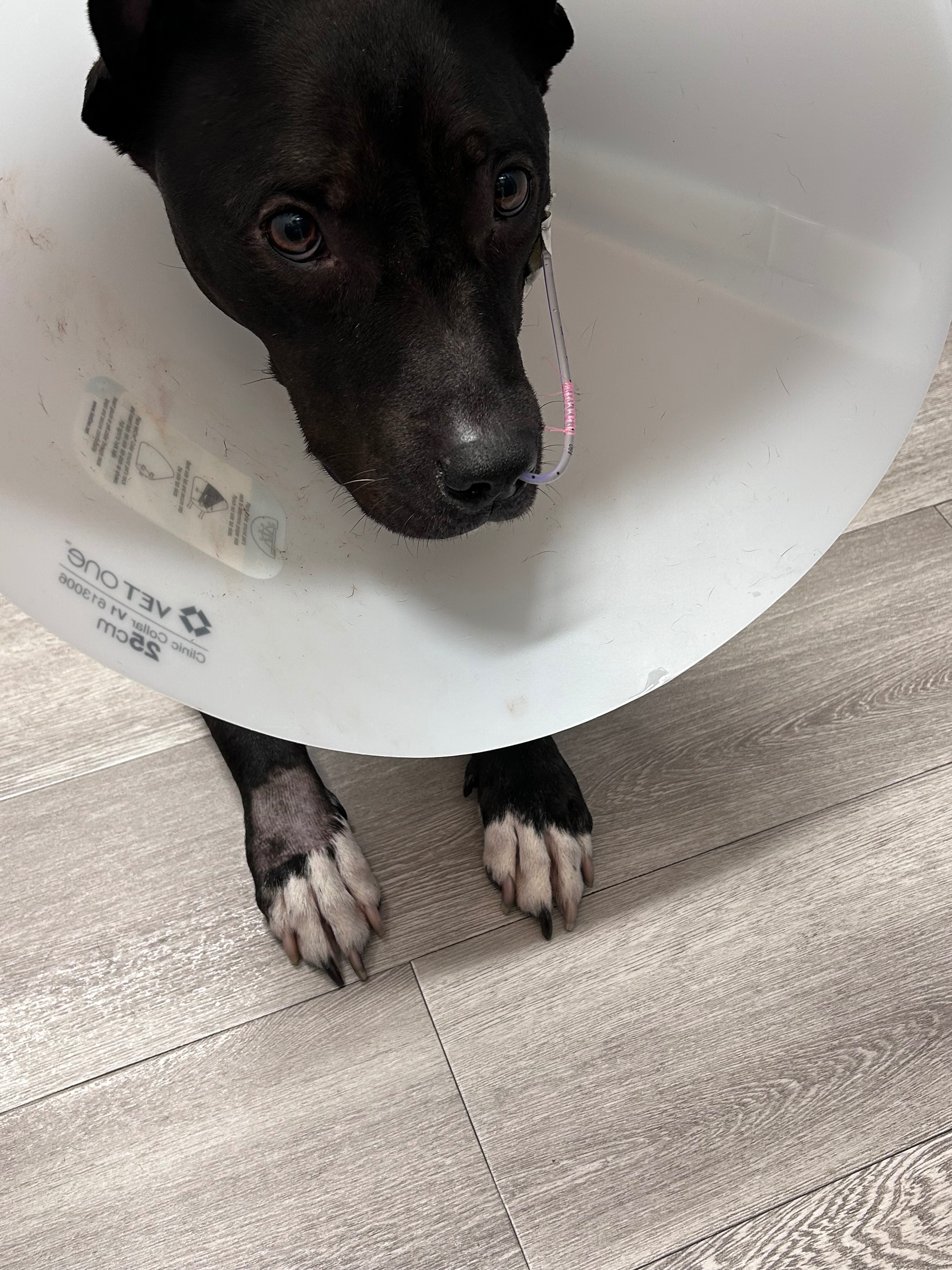 Support London's Urgent Vet Care Costs campaign photo, 4 of 5
