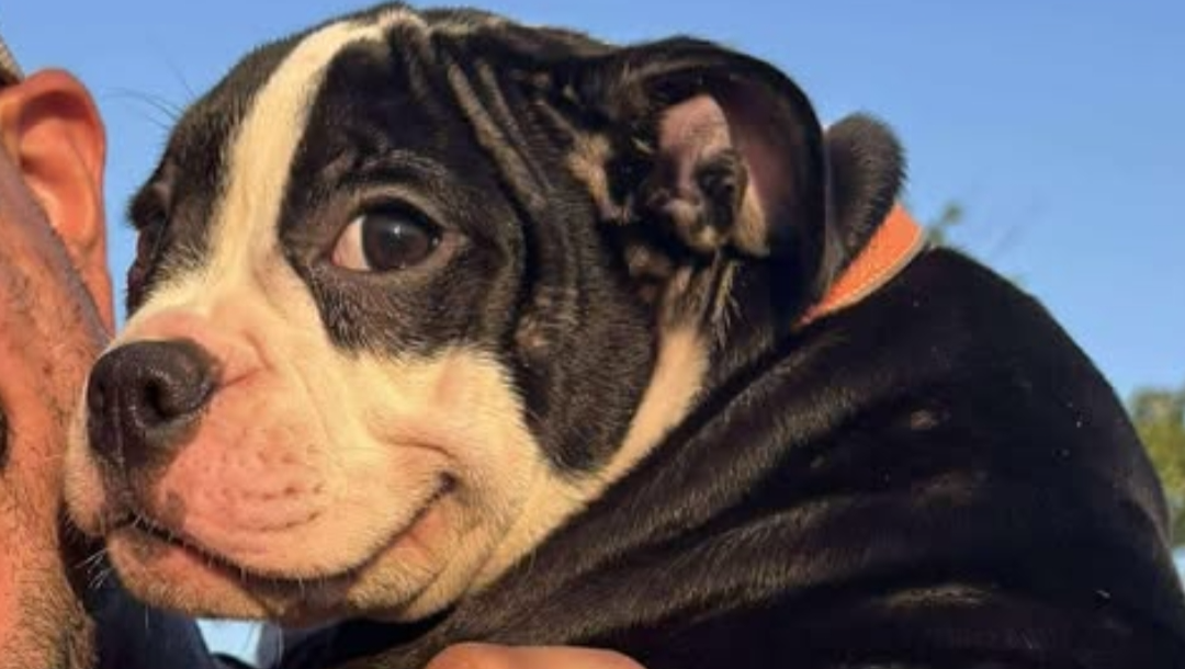 Help Moomoo Get the Surgery She Needs