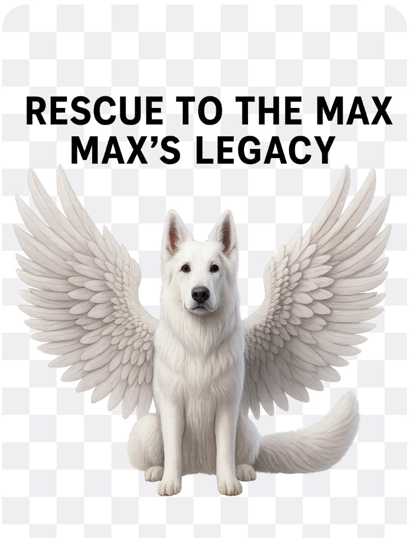 Help Rescue to the Max senior dogs get a new AC campaign photo, 2 of 4