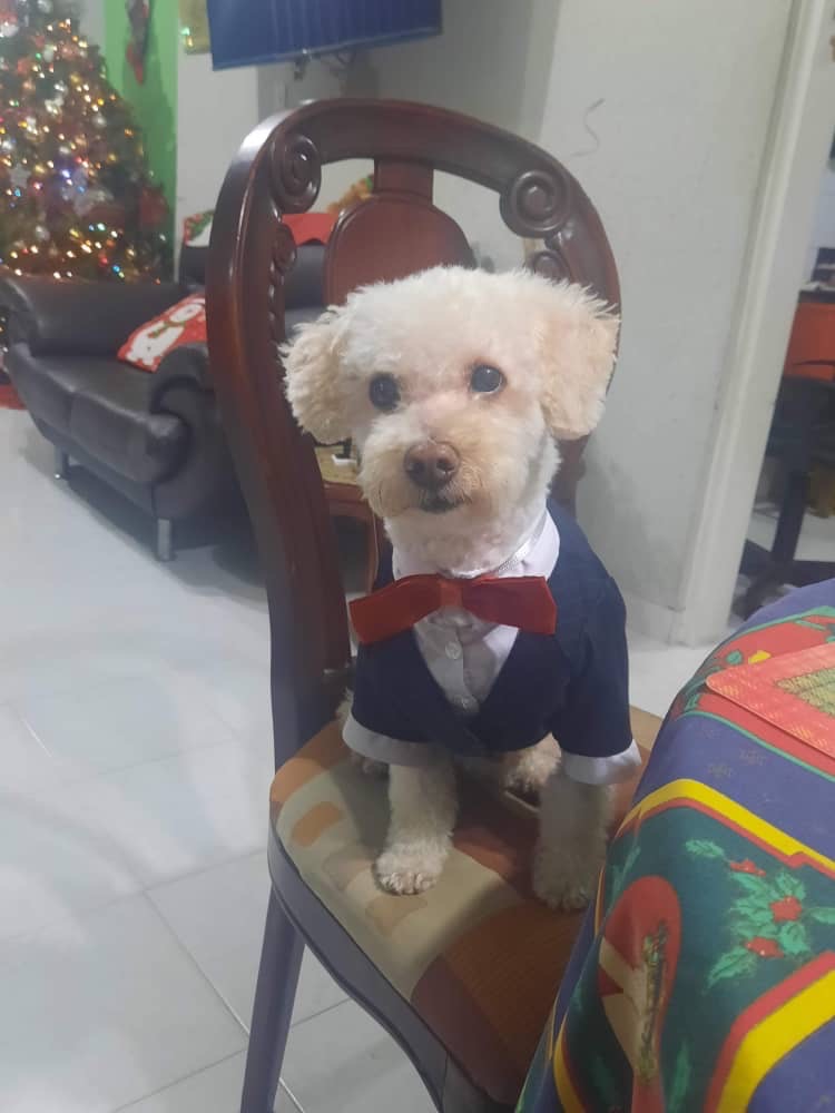 Solicitud de ayuda para Toby campaign photo, 7 of 8